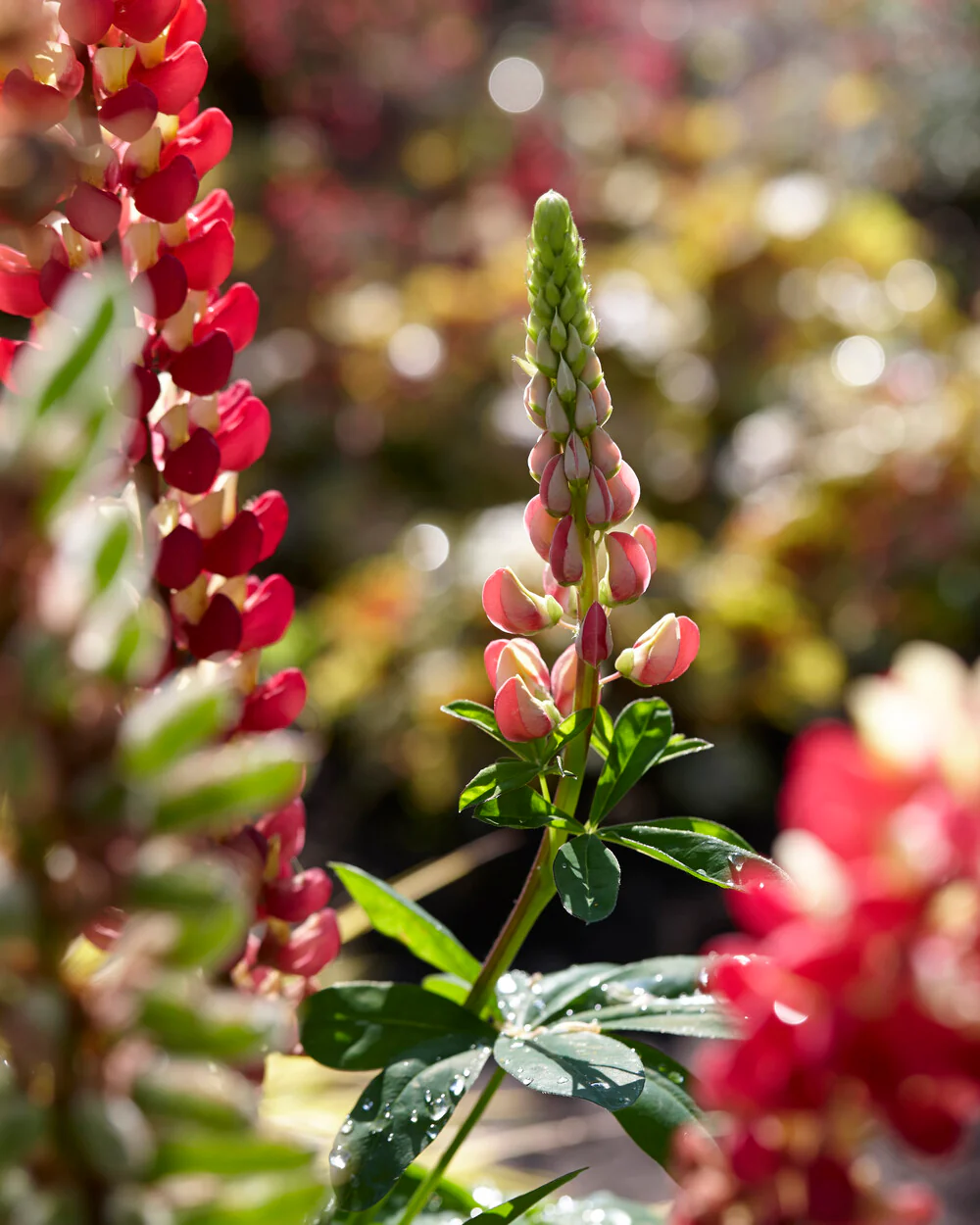 Lupinus 'Tequila Flame' - Image 5