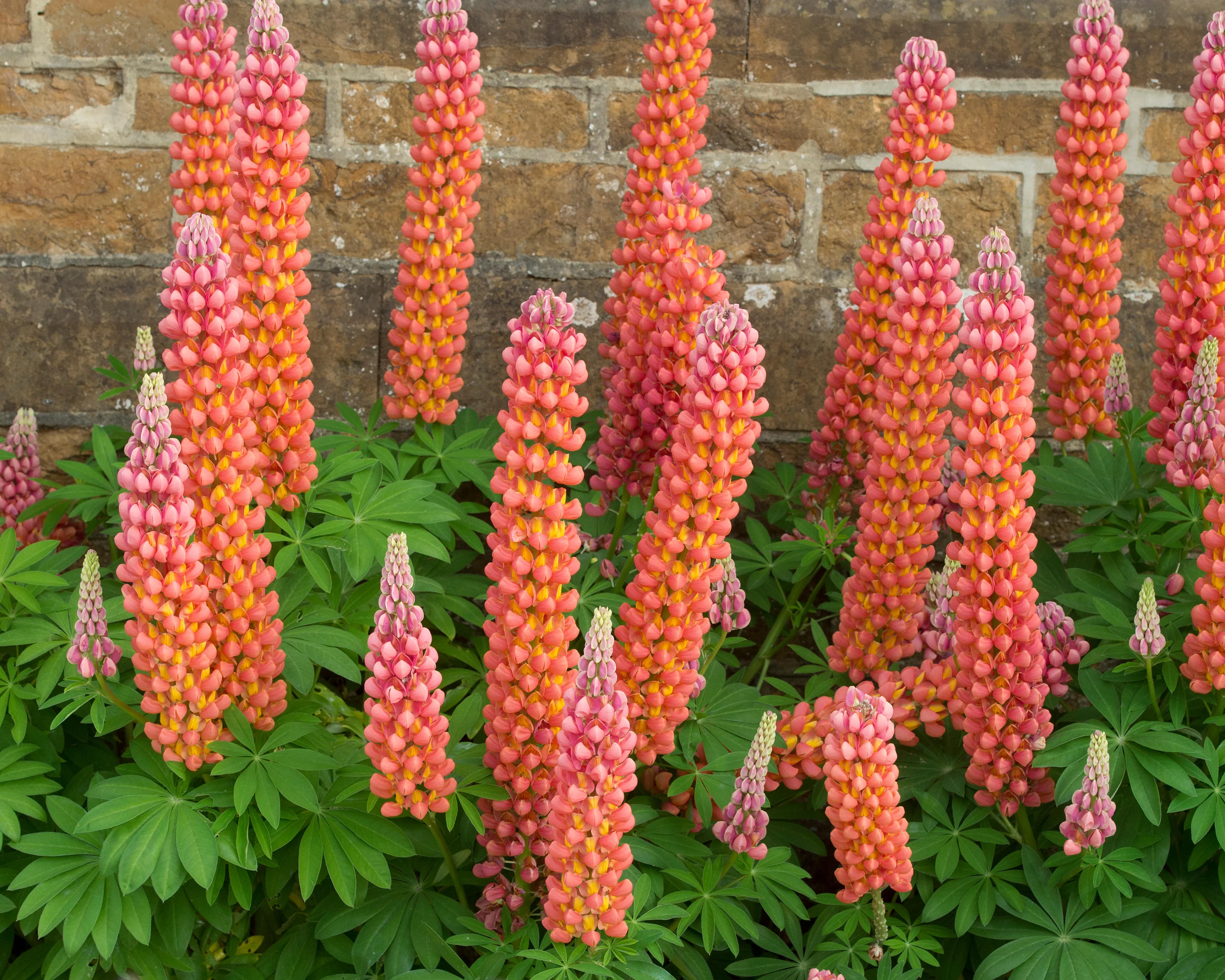 Lupinus 'Terracotta' - Image 3