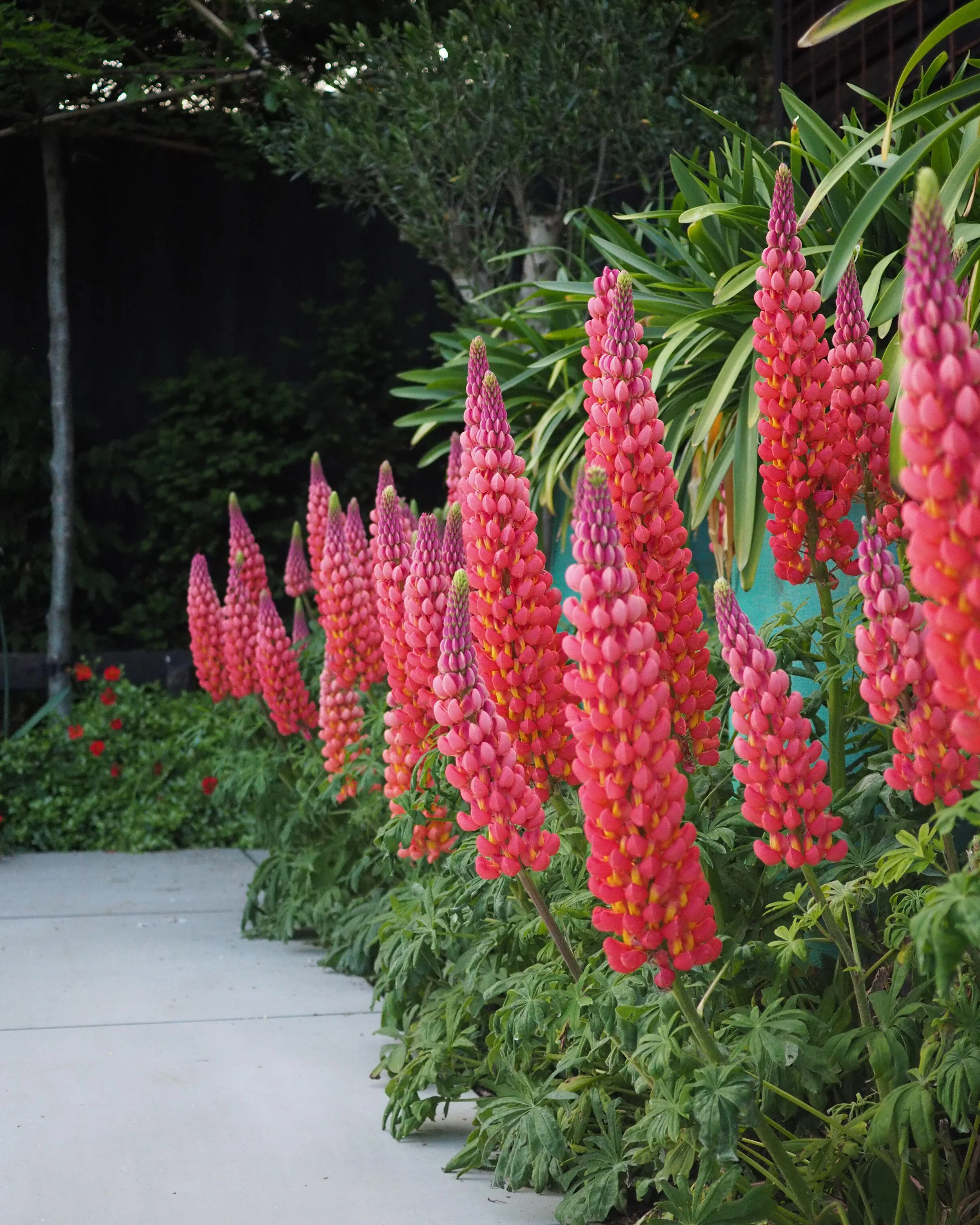 Lupinus 'Terracotta' - Image 5