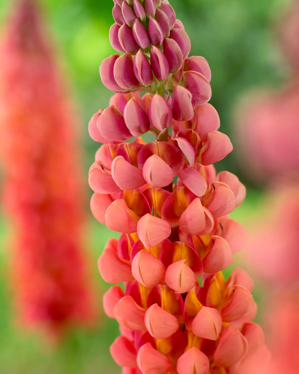 Lupinus 'Terracotta' - Image 6