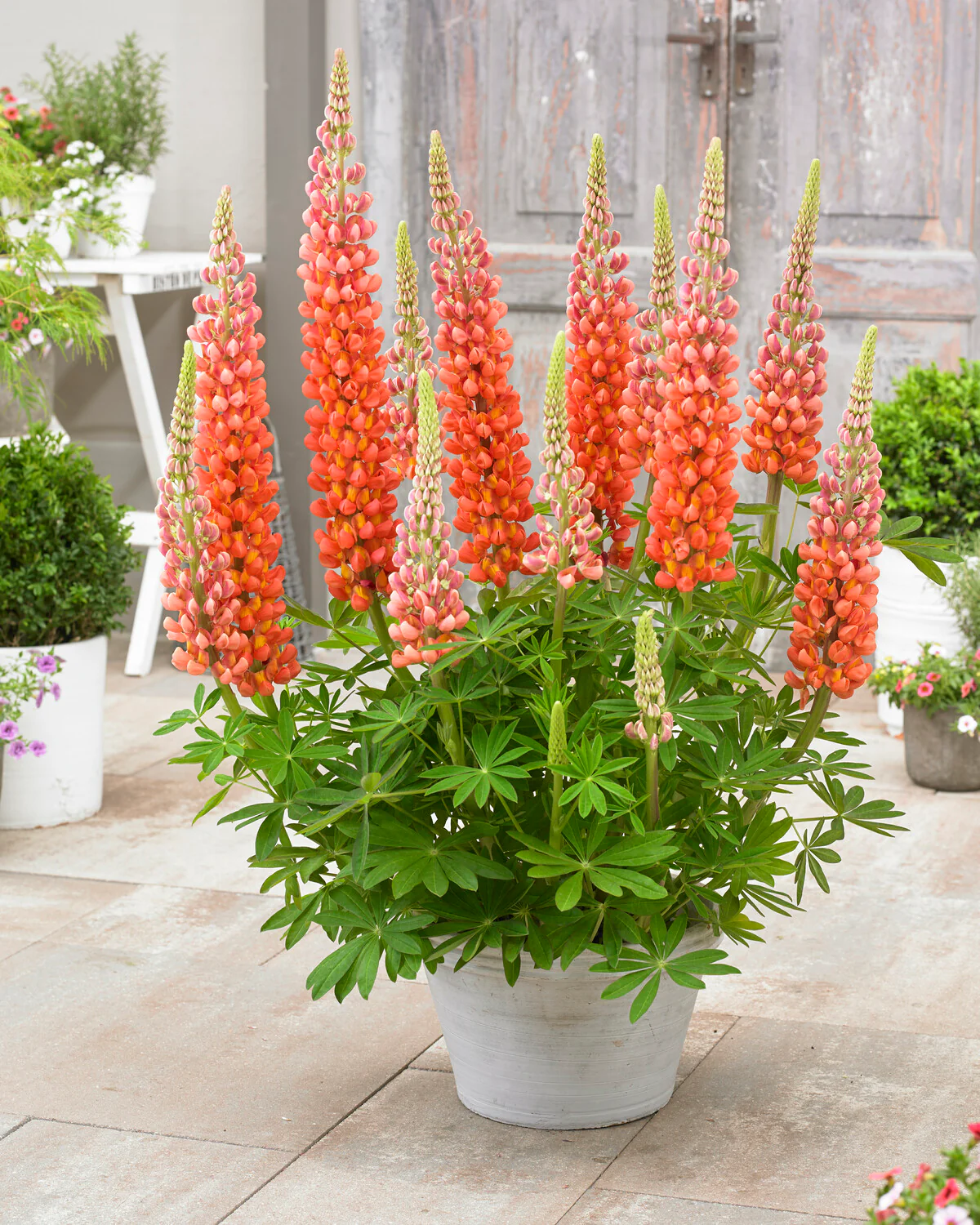 Lupinus 'Terracotta' - Image 8