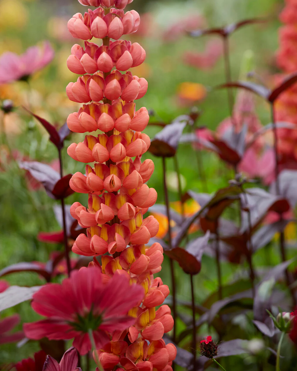 Lupinus 'Terracotta' - Image 9
