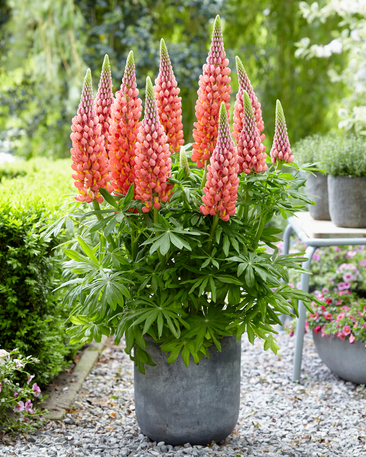 Lupinus 'Towering Inferno' - Image 10