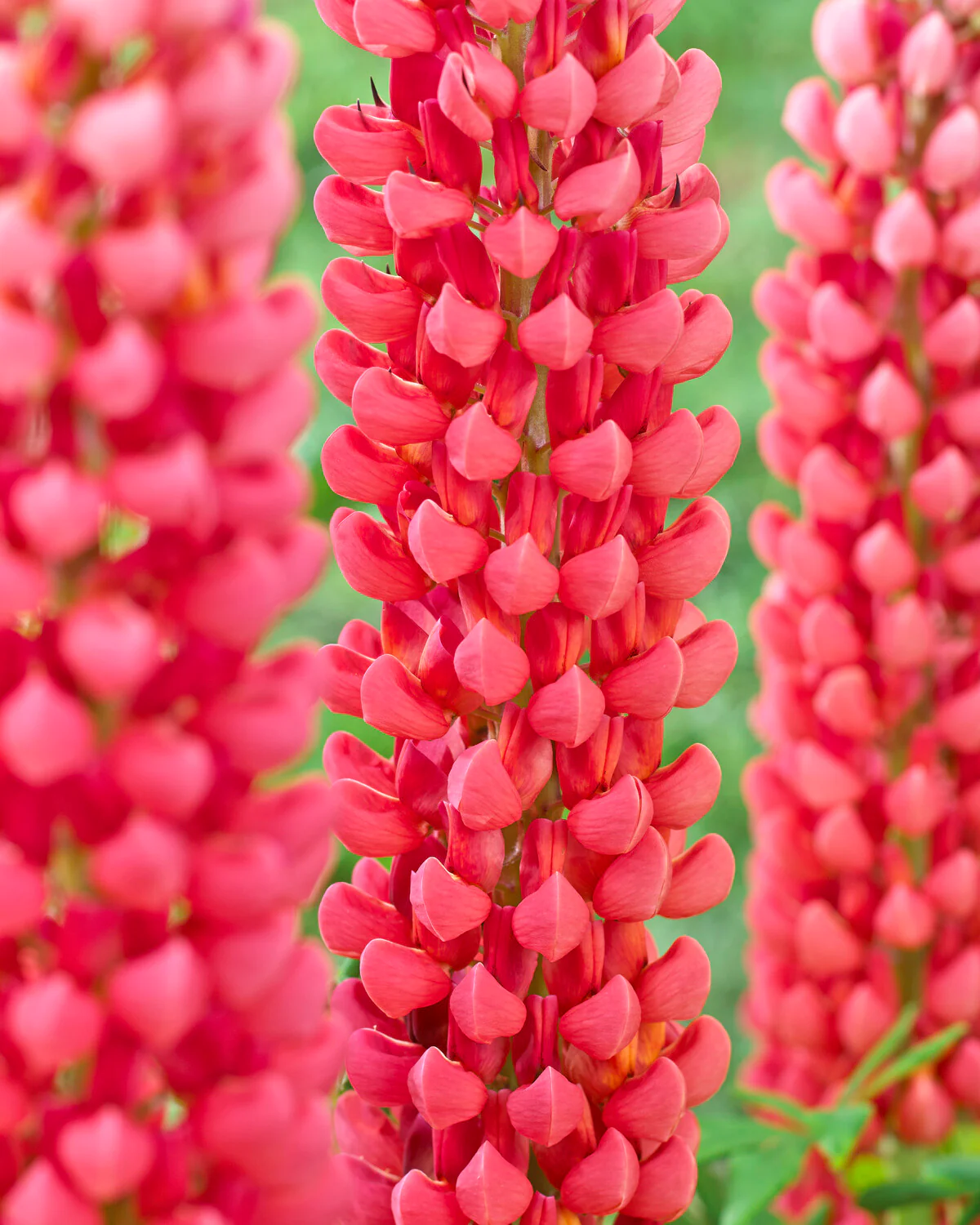 Lupinus 'Towering Inferno' - Image 2