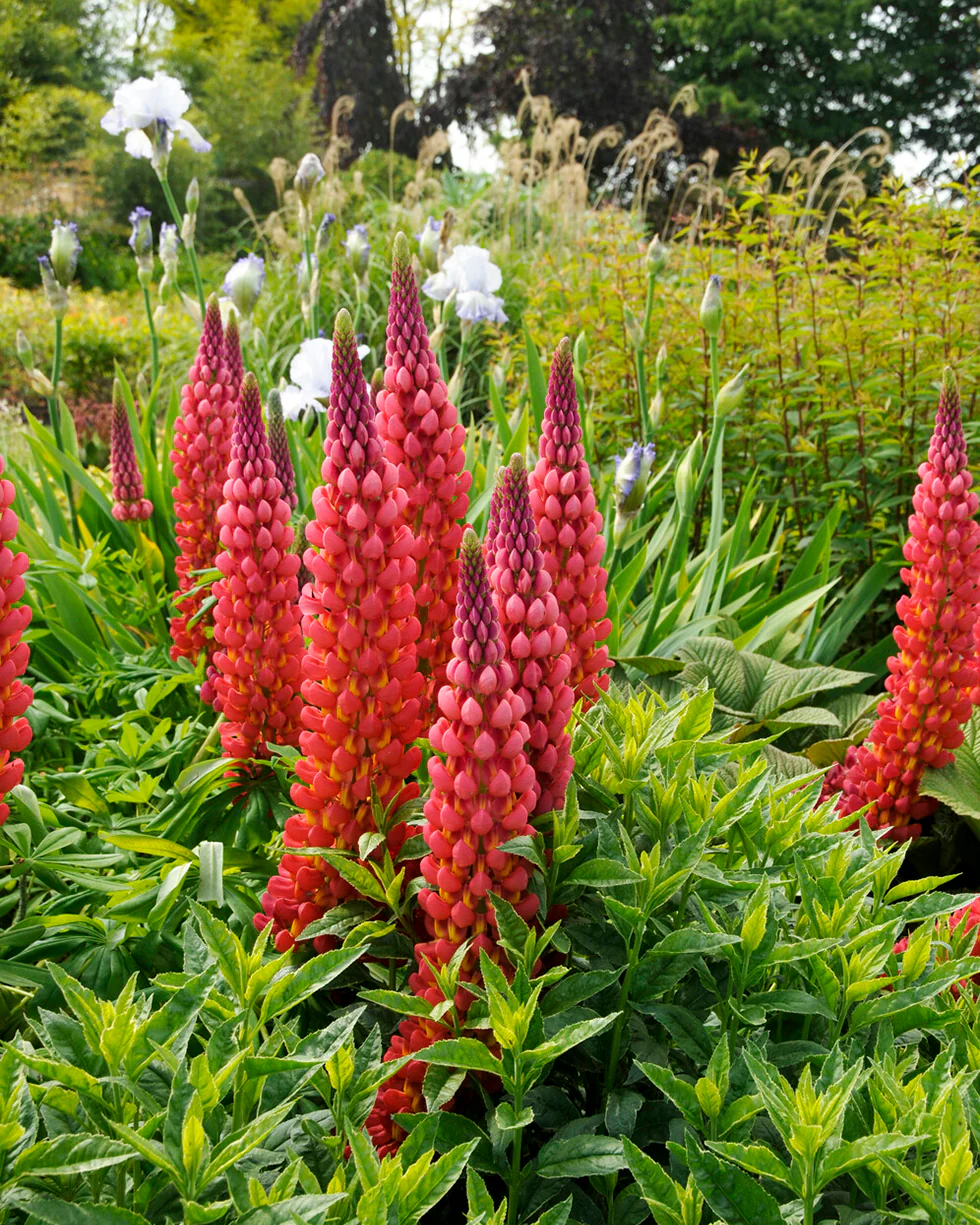 Lupinus 'Towering Inferno' - Image 3