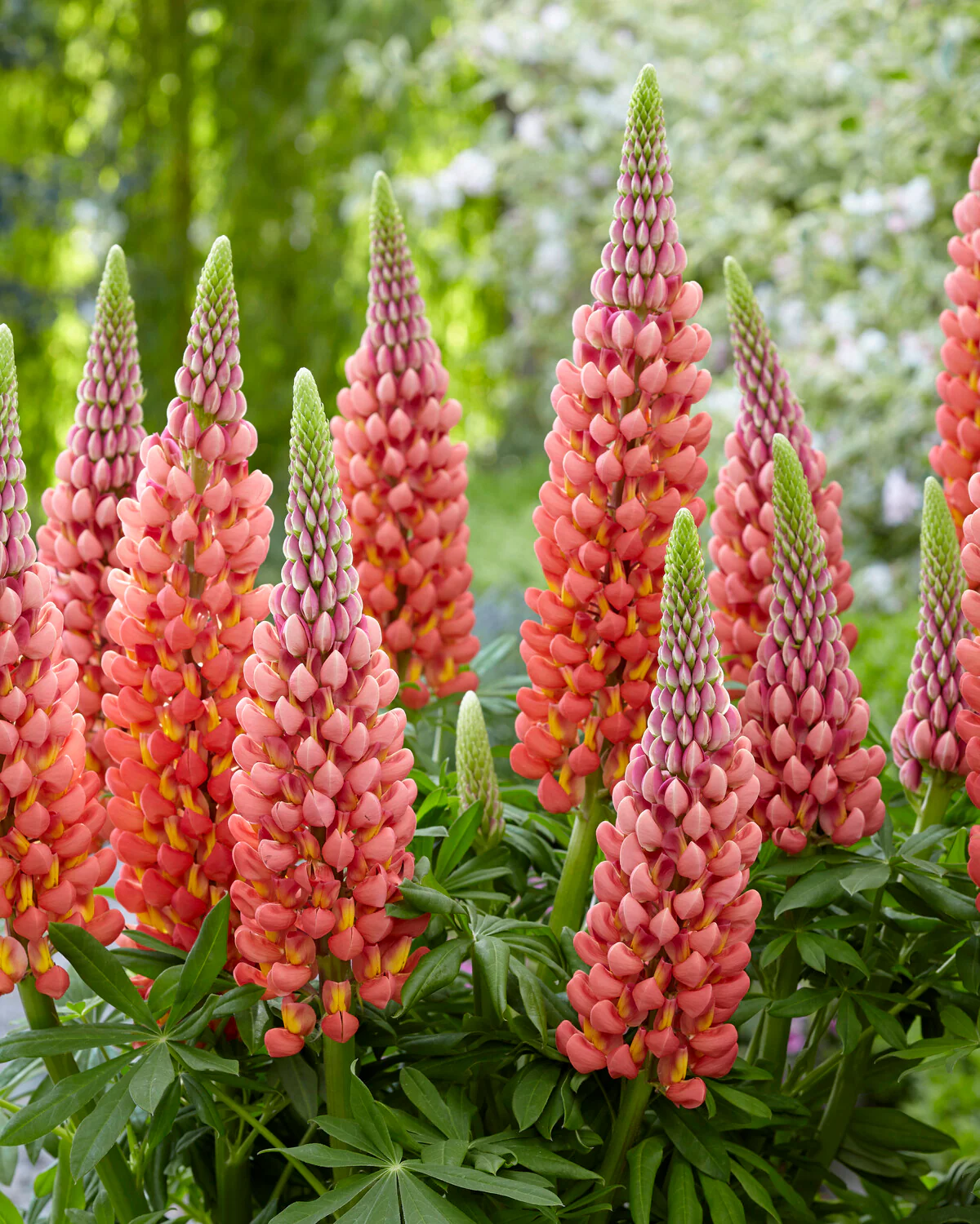 Lupinus 'Towering Inferno' - Image 4