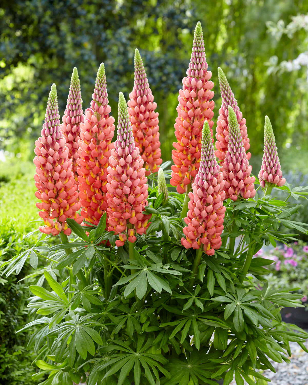 Lupinus 'Towering Inferno' - Image 5