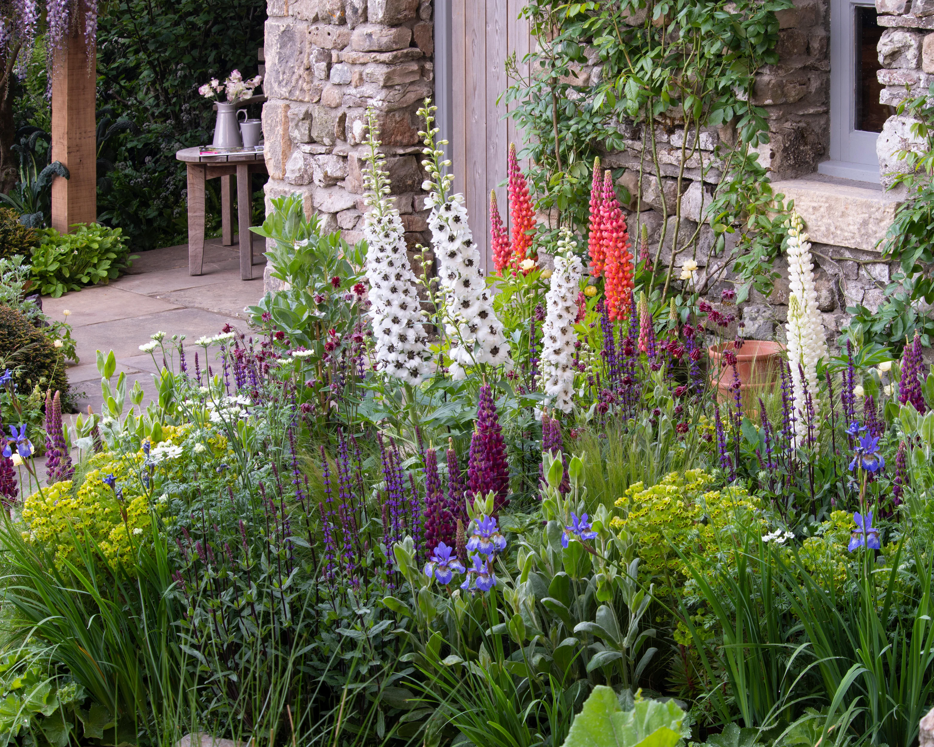 Lupinus 'Towering Inferno' - Image 8