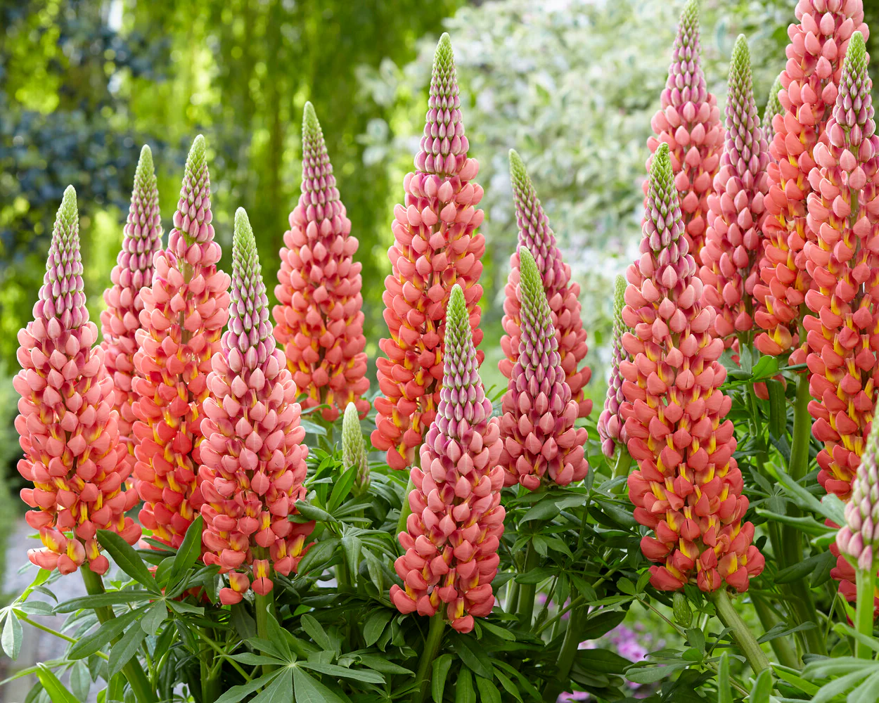 Lupinus 'Towering Inferno' - Image 9