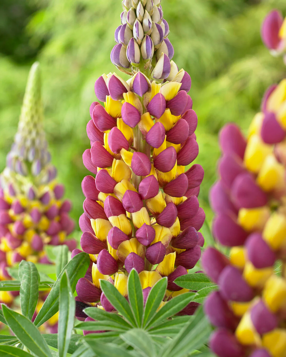 Lupinus 'Manhattan Lights'