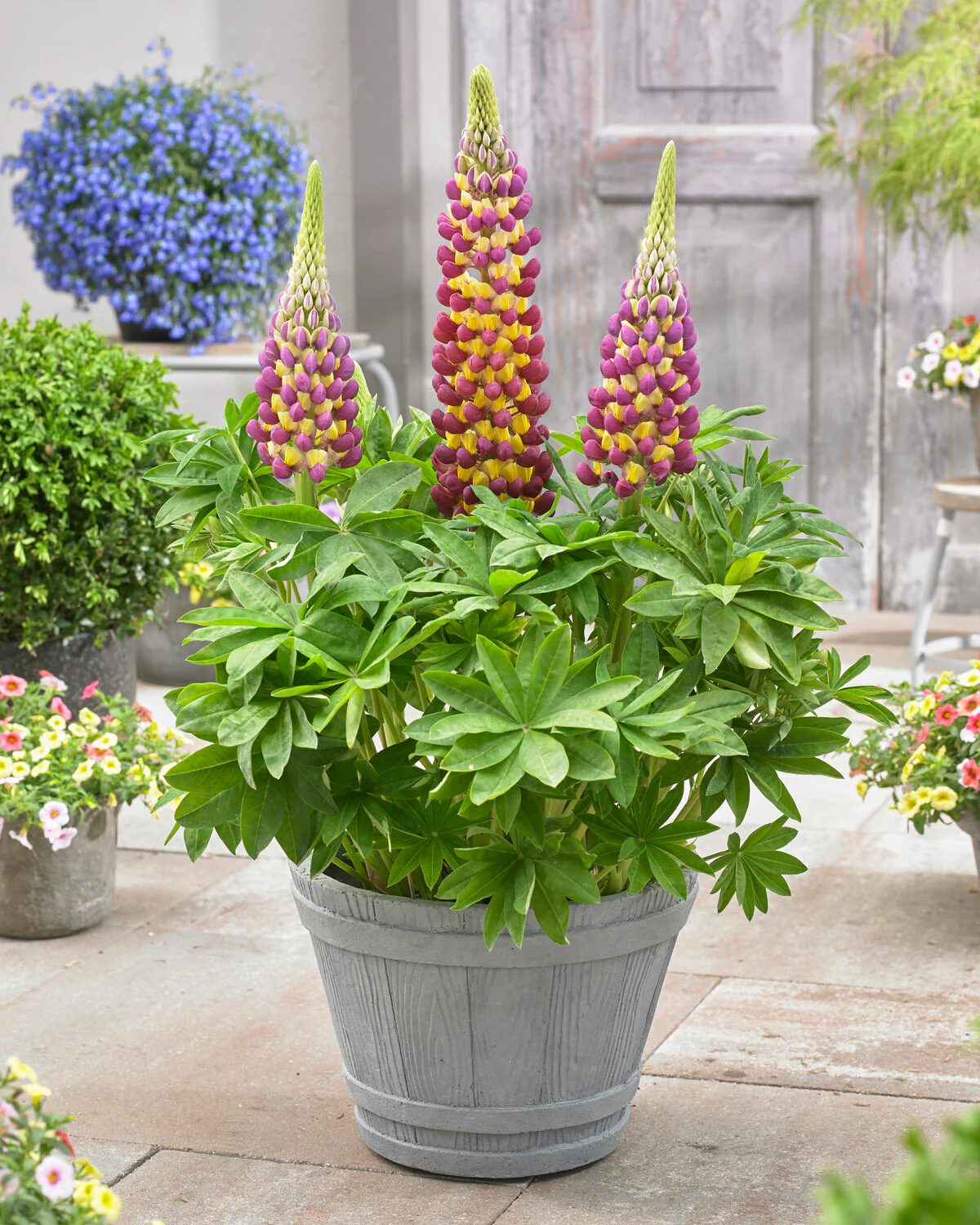 Lupinus 'Manhattan Lights' - Image 2