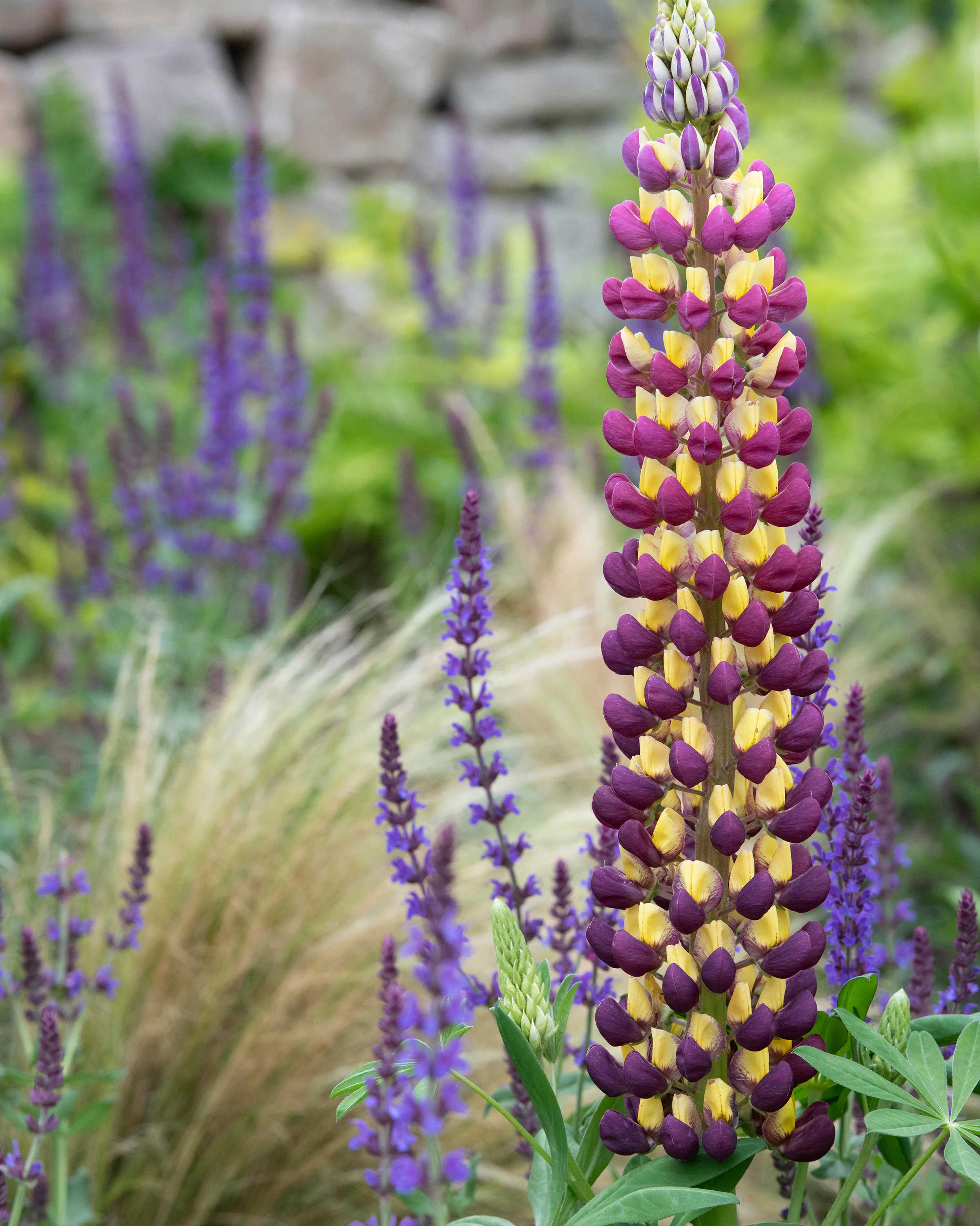 Lupinus 'Manhattan Lights' - Image 5