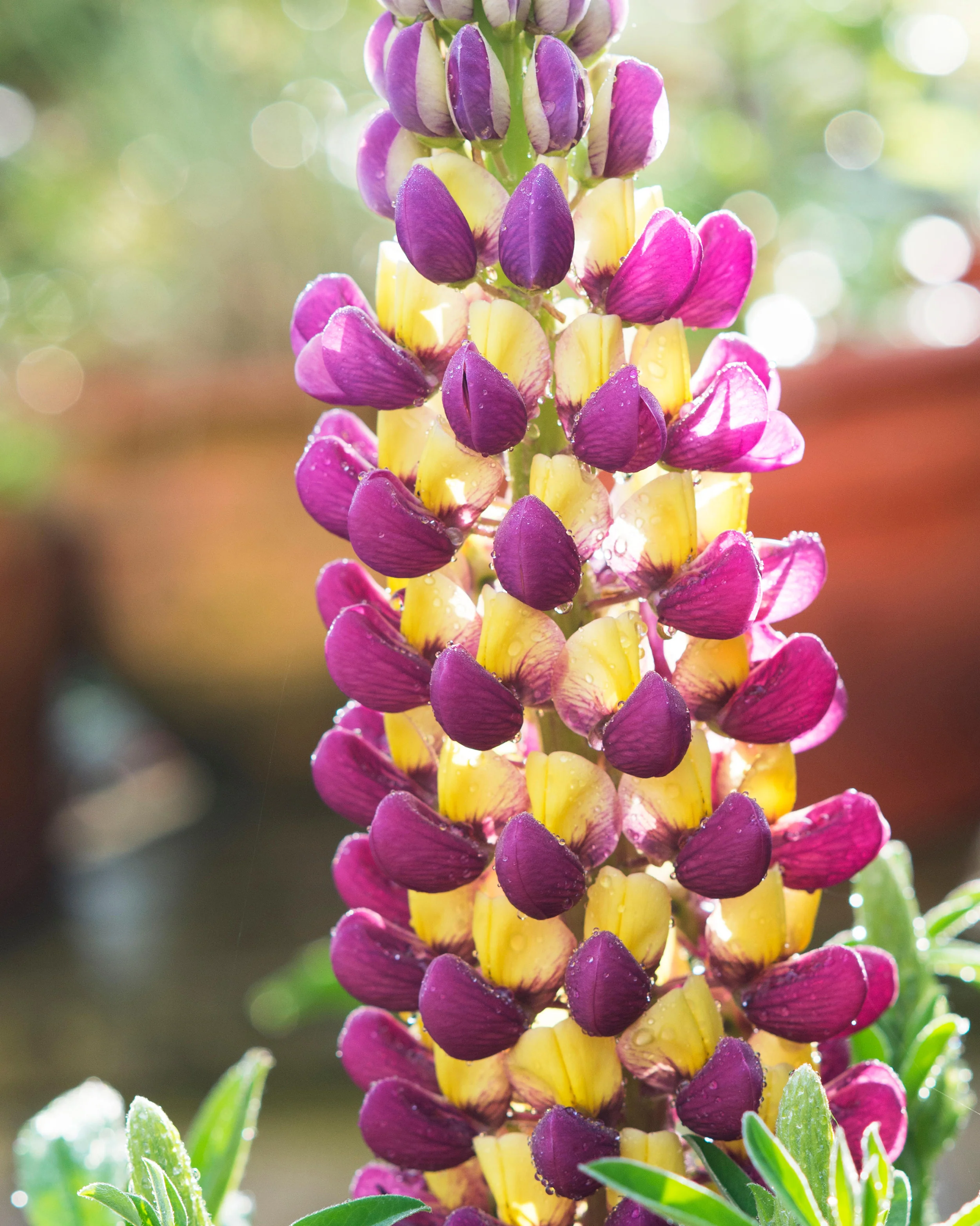 Lupinus 'Manhattan Lights' - Image 6
