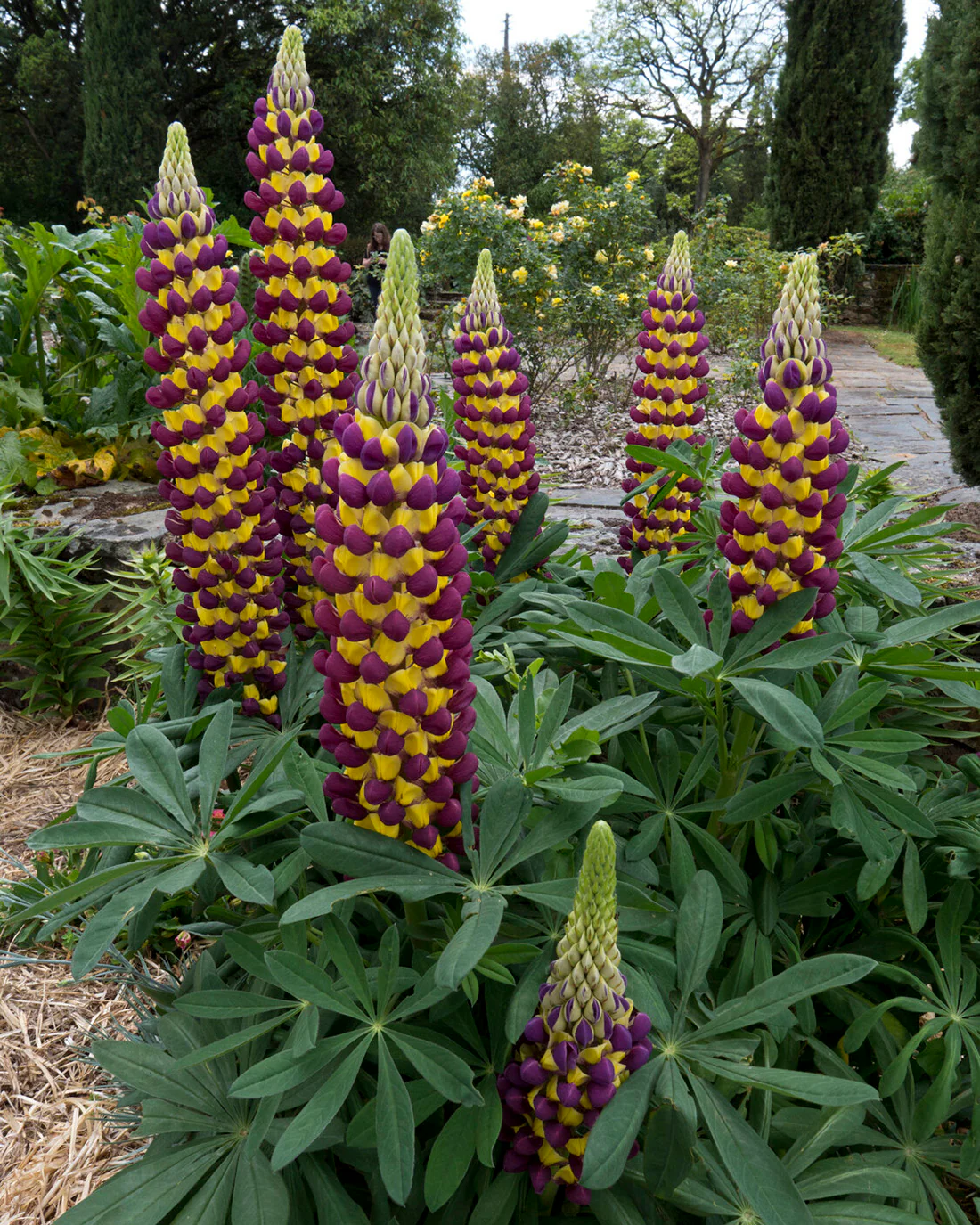 Lupinus 'Manhattan Lights' - Image 7
