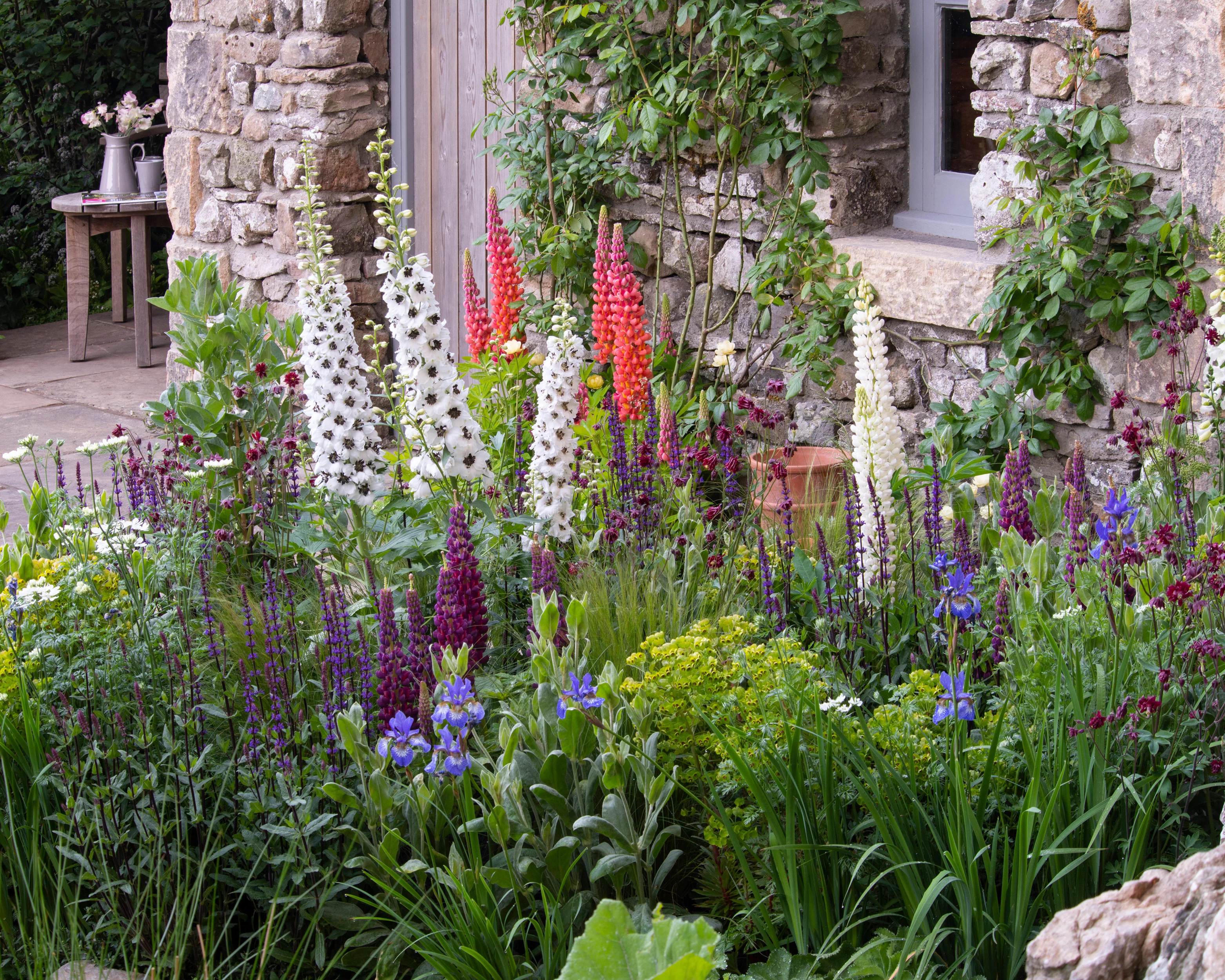 Lupinus 'Masterpiece' - Image 3