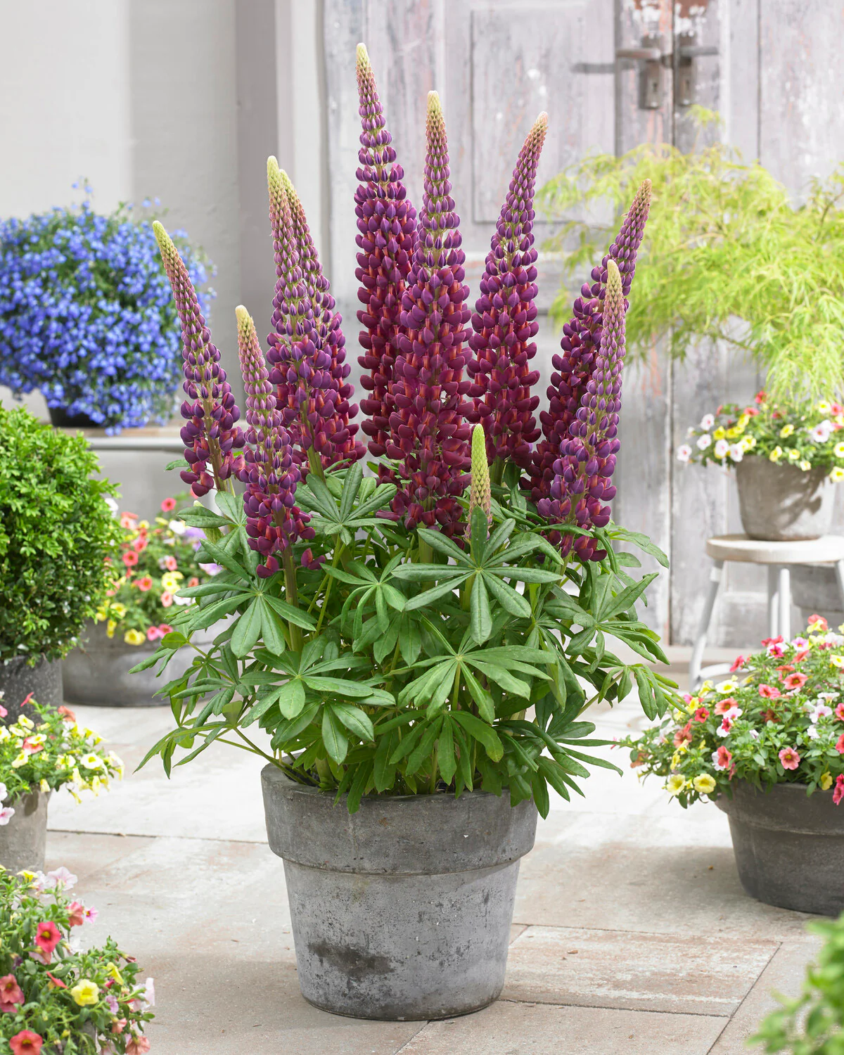 Lupinus 'Masterpiece' - Image 4