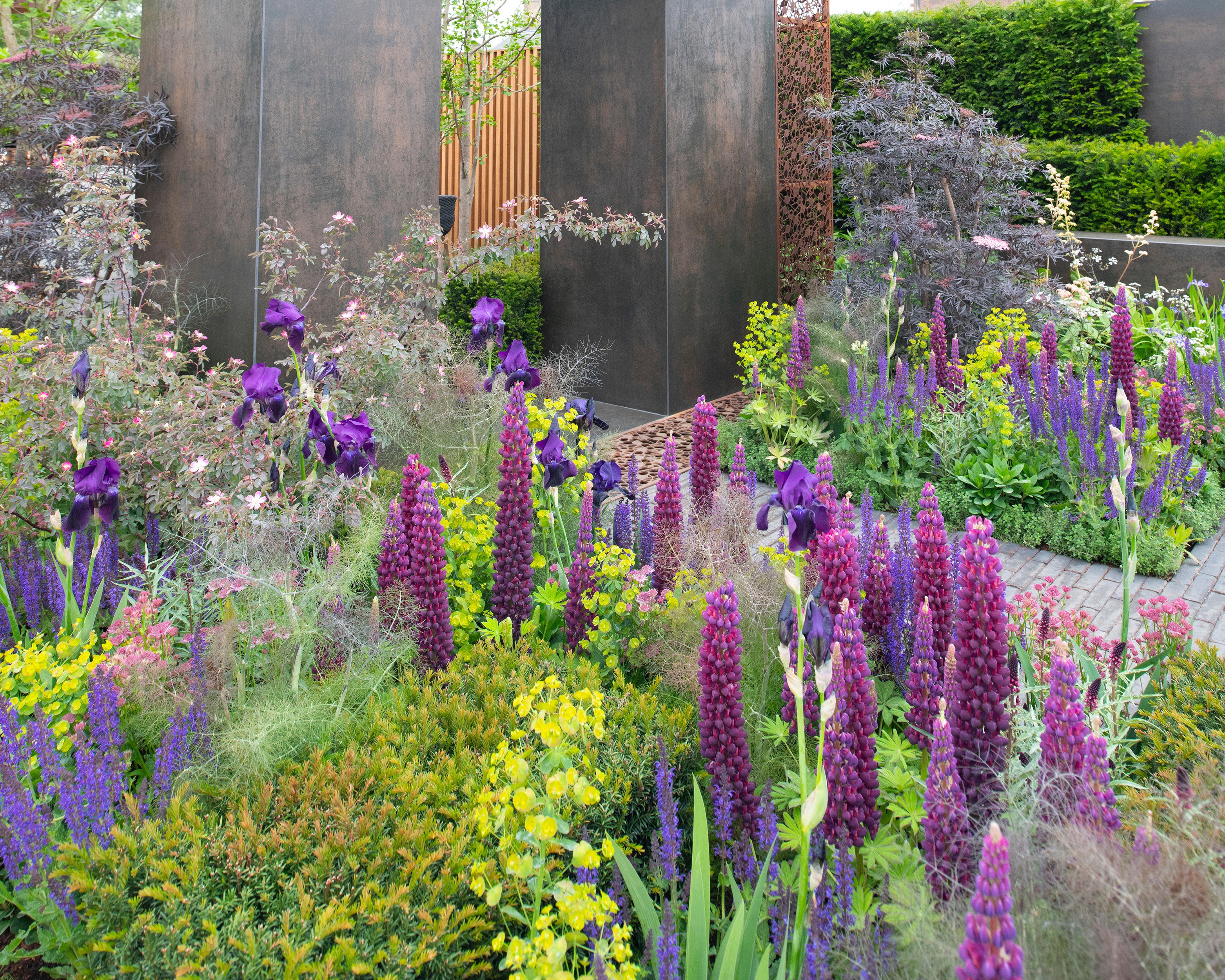 Lupinus 'Masterpiece' - Image 5