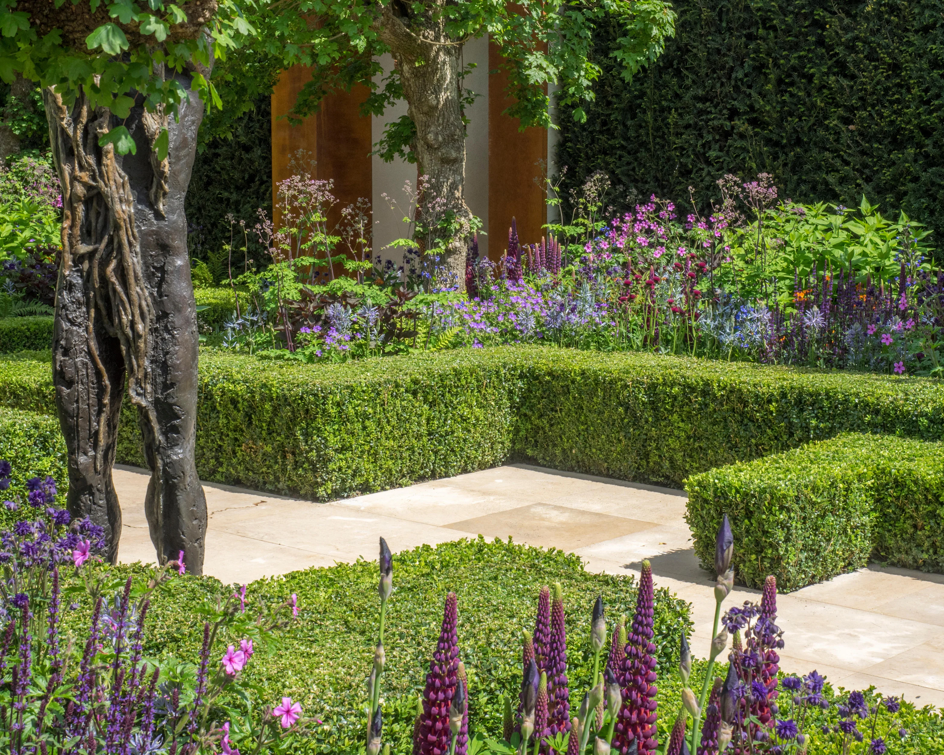 Lupinus 'Masterpiece' - Image 6