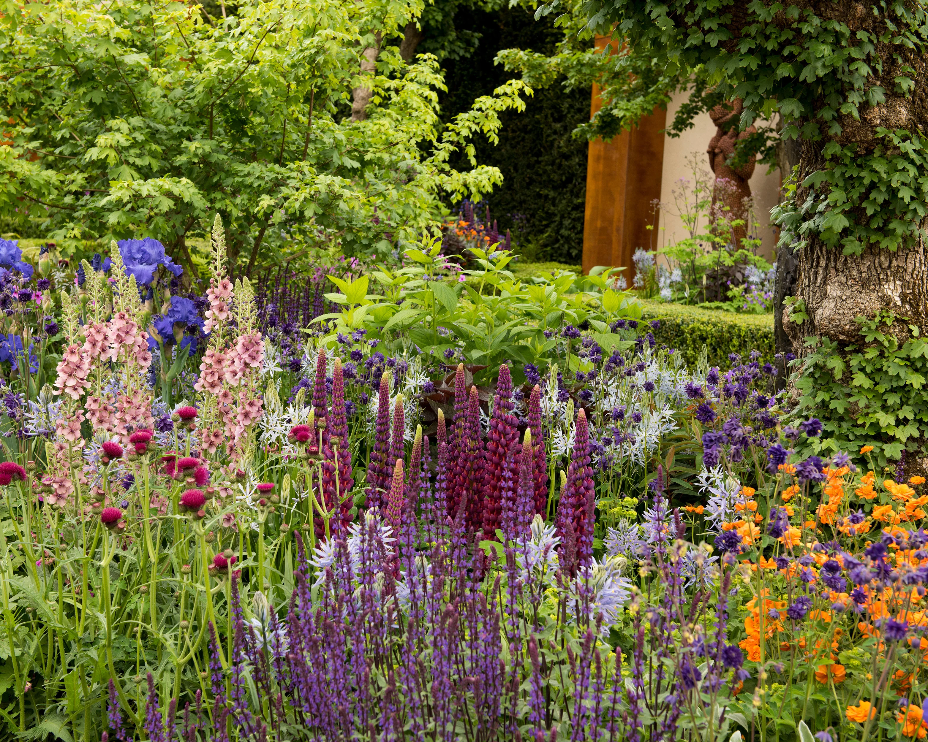 Lupinus 'Masterpiece' - Image 8