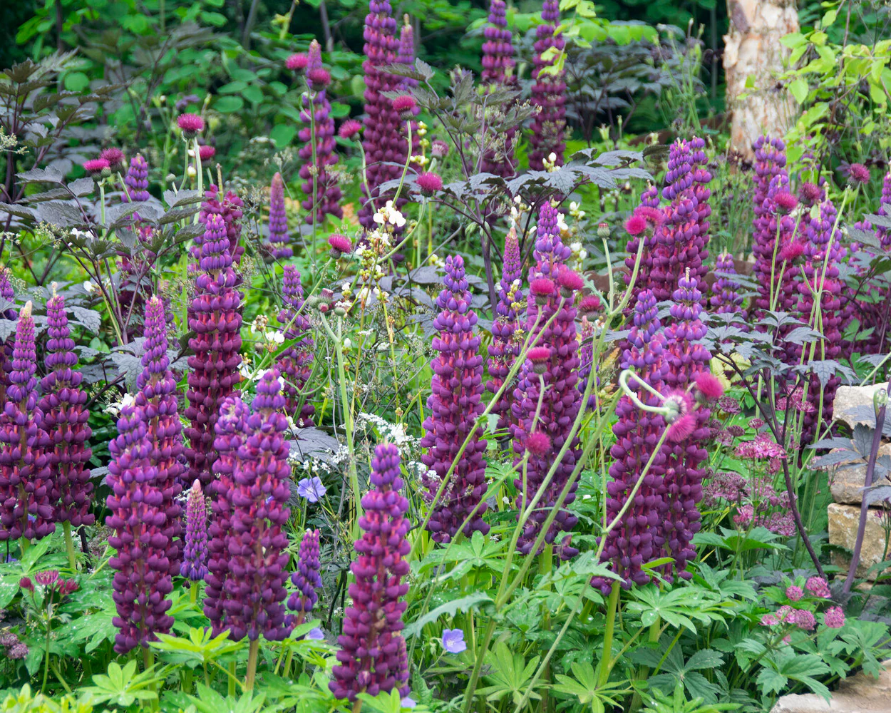Lupinus 'Masterpiece' - Image 9