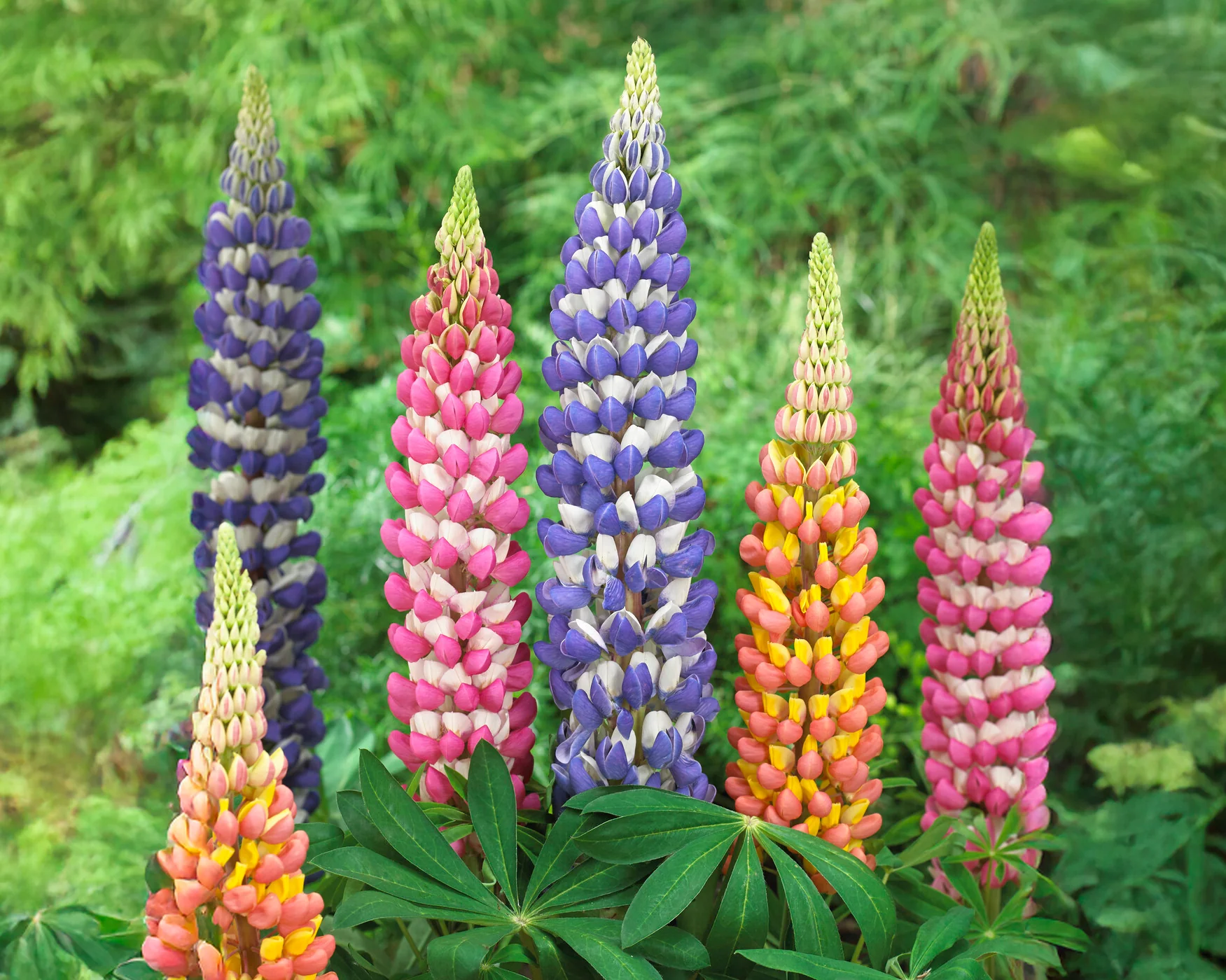 Lupinus 'Petal Pillars Mix' - Image 2
