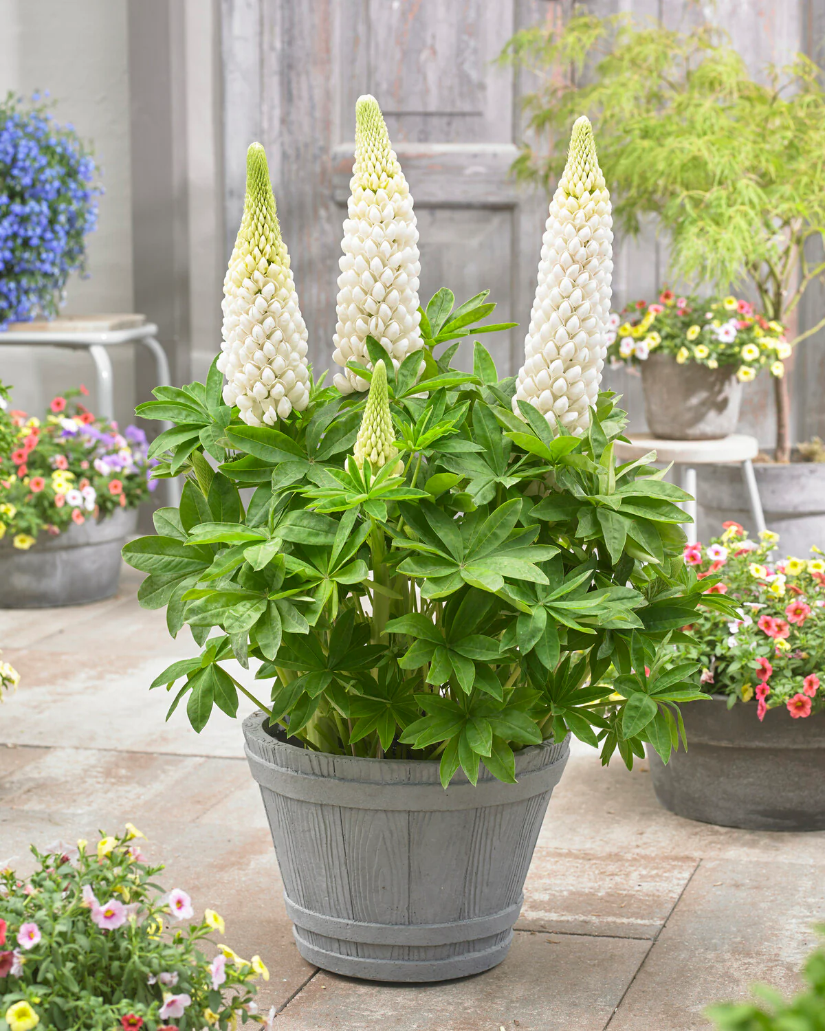 Lupinus 'Polar Princess' - Image 2