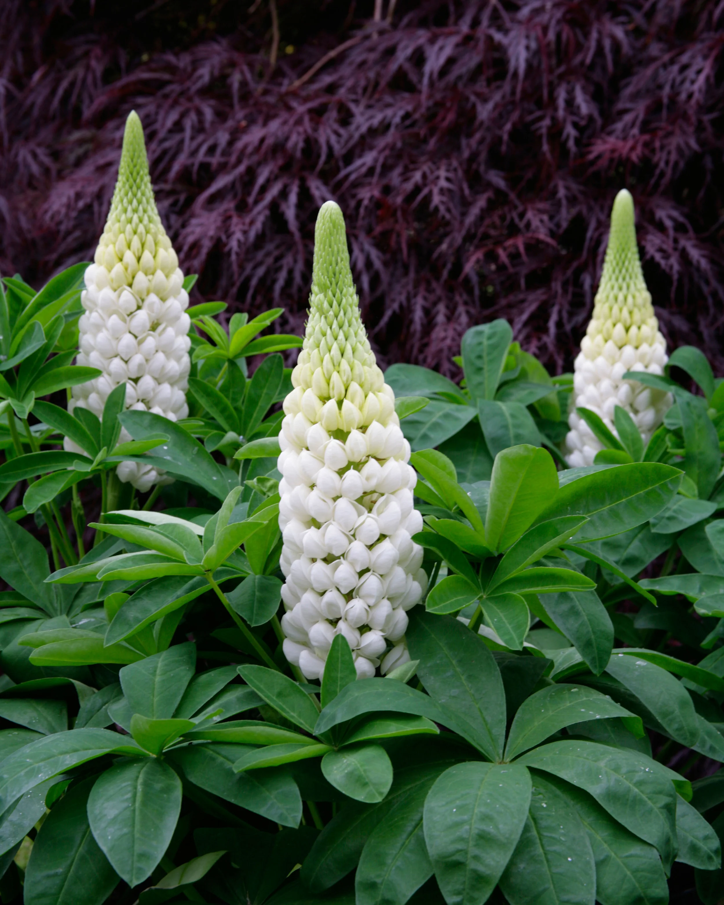 Lupinus 'Polar Princess' - Image 8