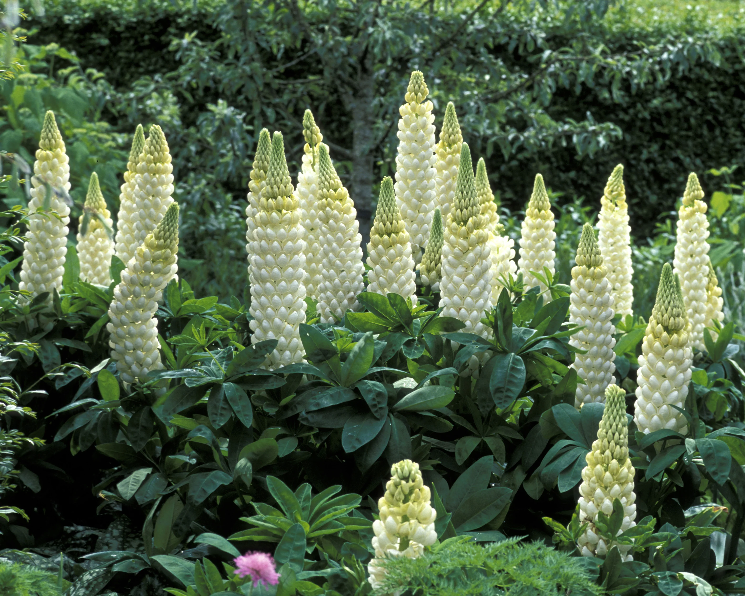 Lupinus 'Polar Princess' - Image 9