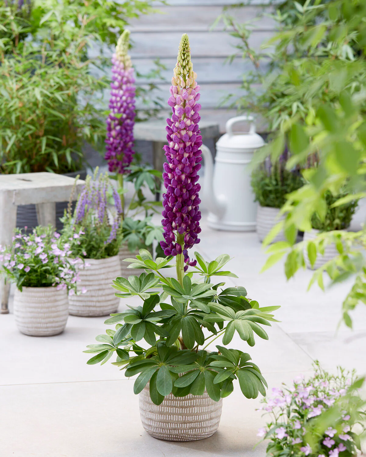 Lupinus 'Shirley Anne' - Image 2