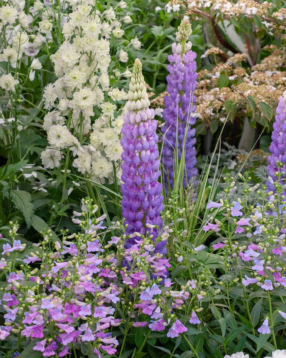 Lupinus 'Shirley Anne' - Image 3
