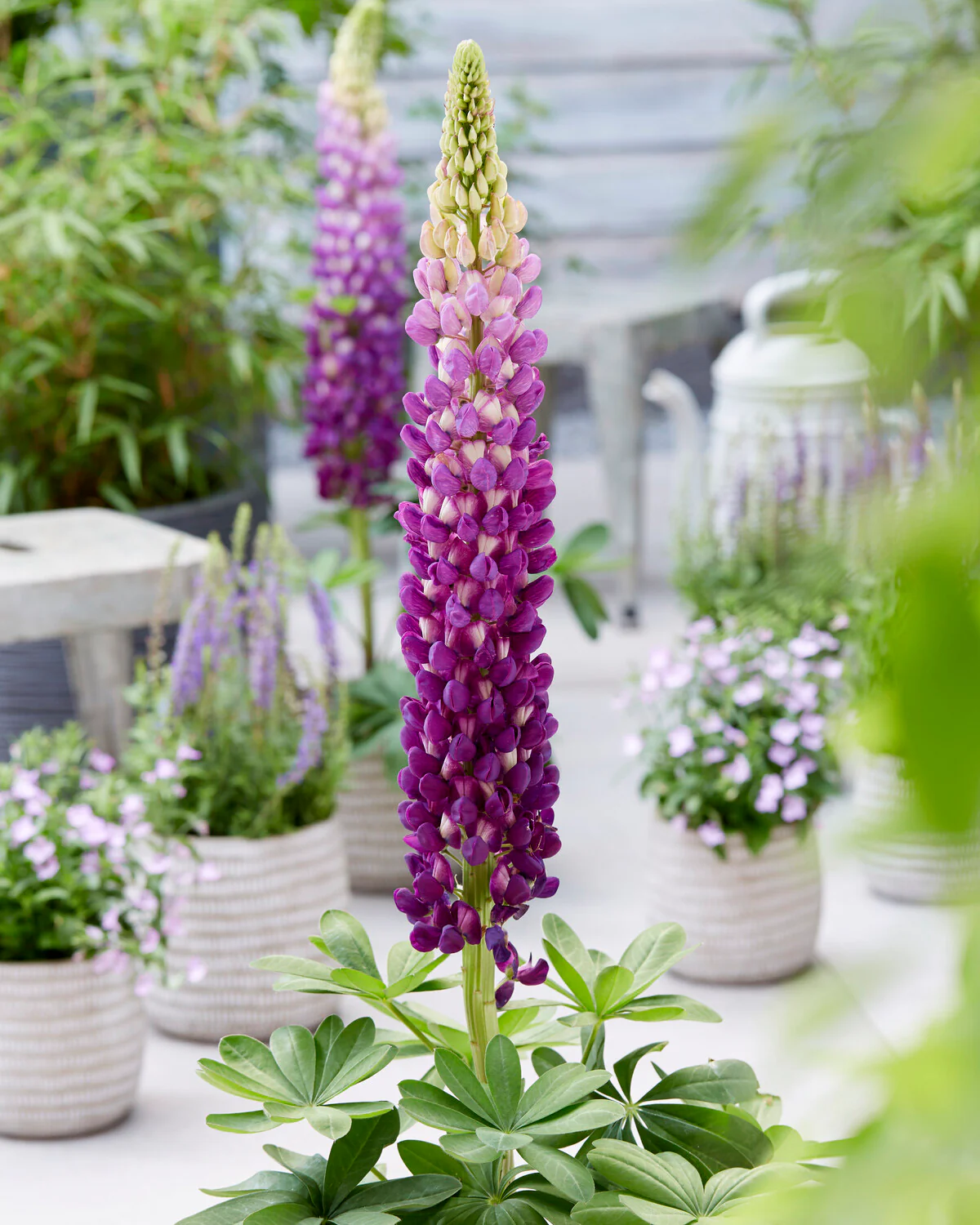 Lupinus 'Shirley Anne' - Image 5