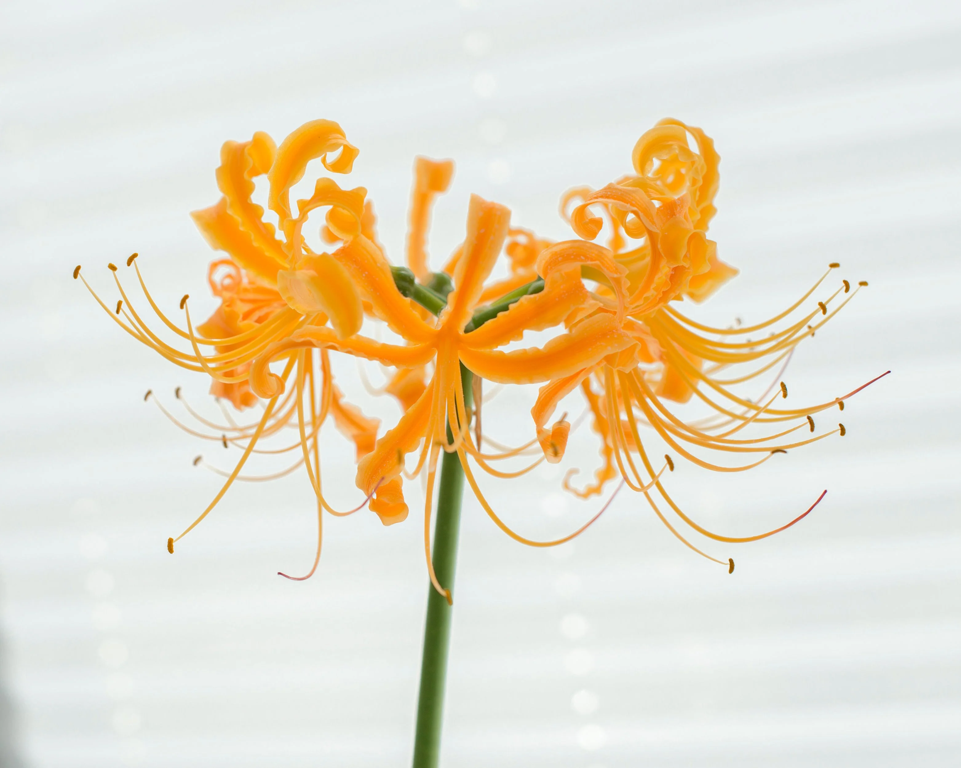 Lycoris aurea - Image 3
