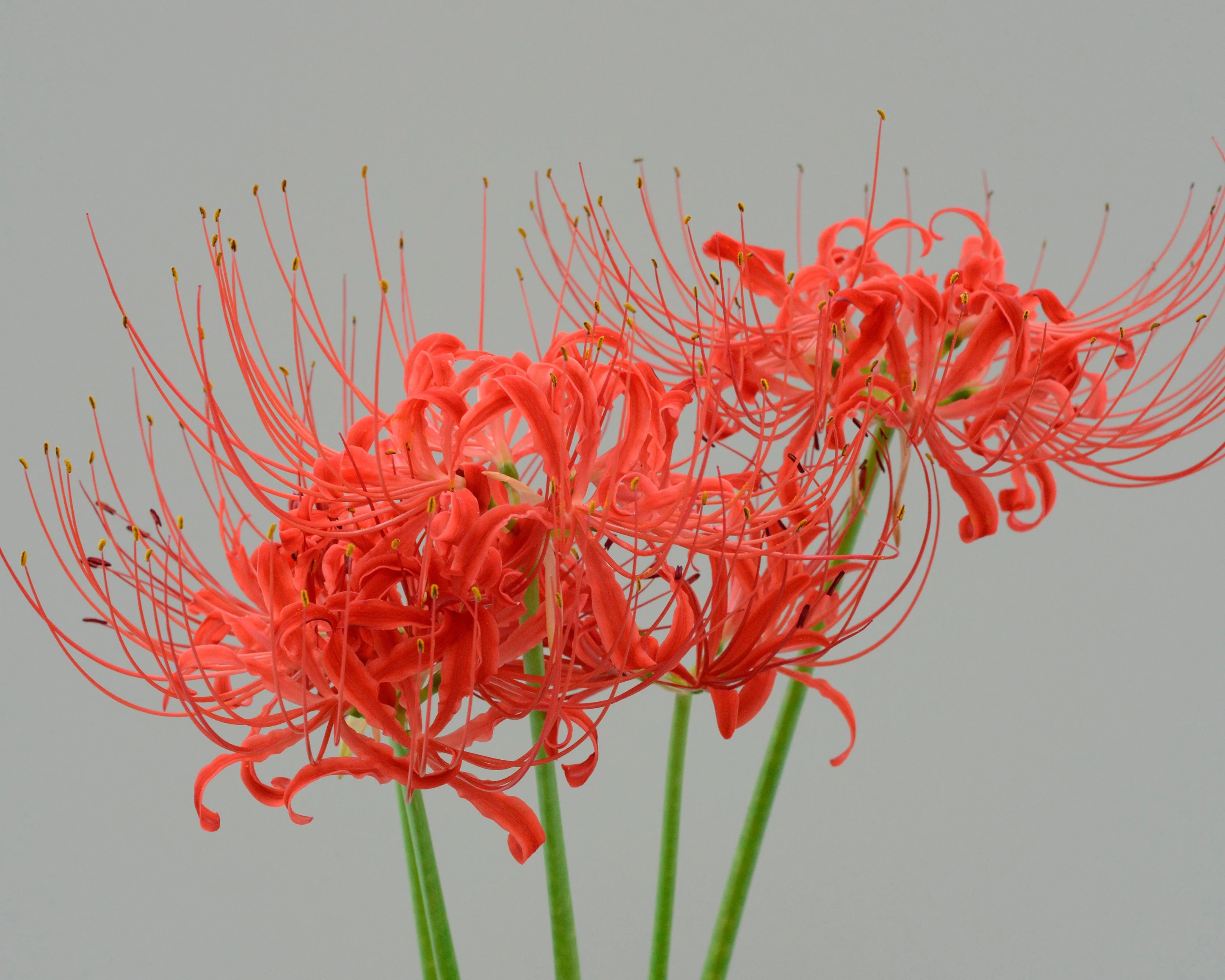 Lycoris radiata - Image 3
