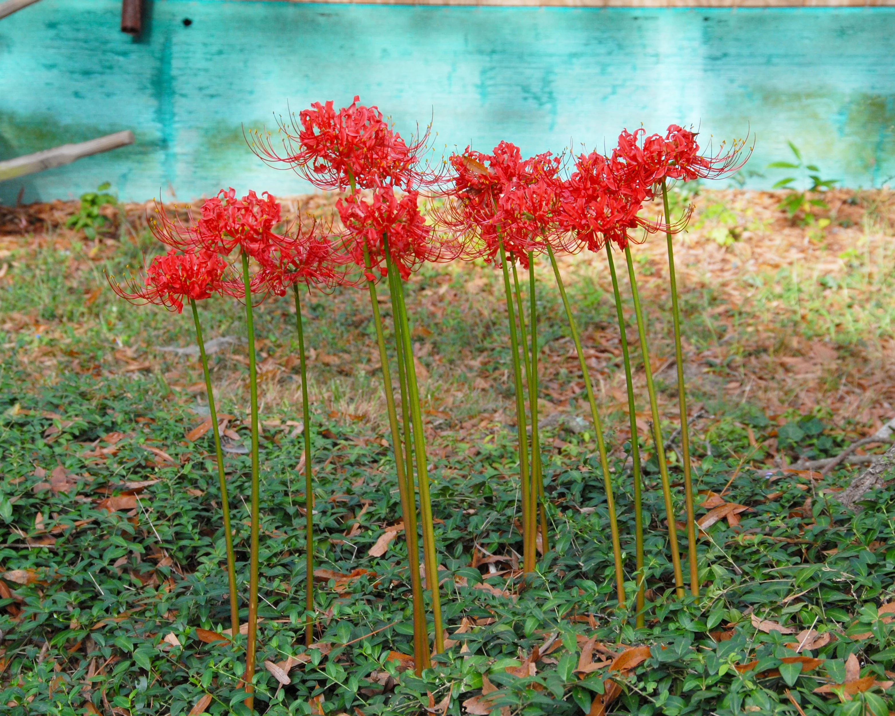 Lycoris radiata - Image 5