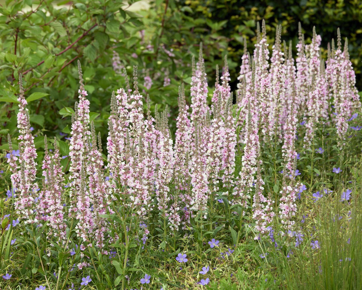 Lythrum 'Blush' - Image 3