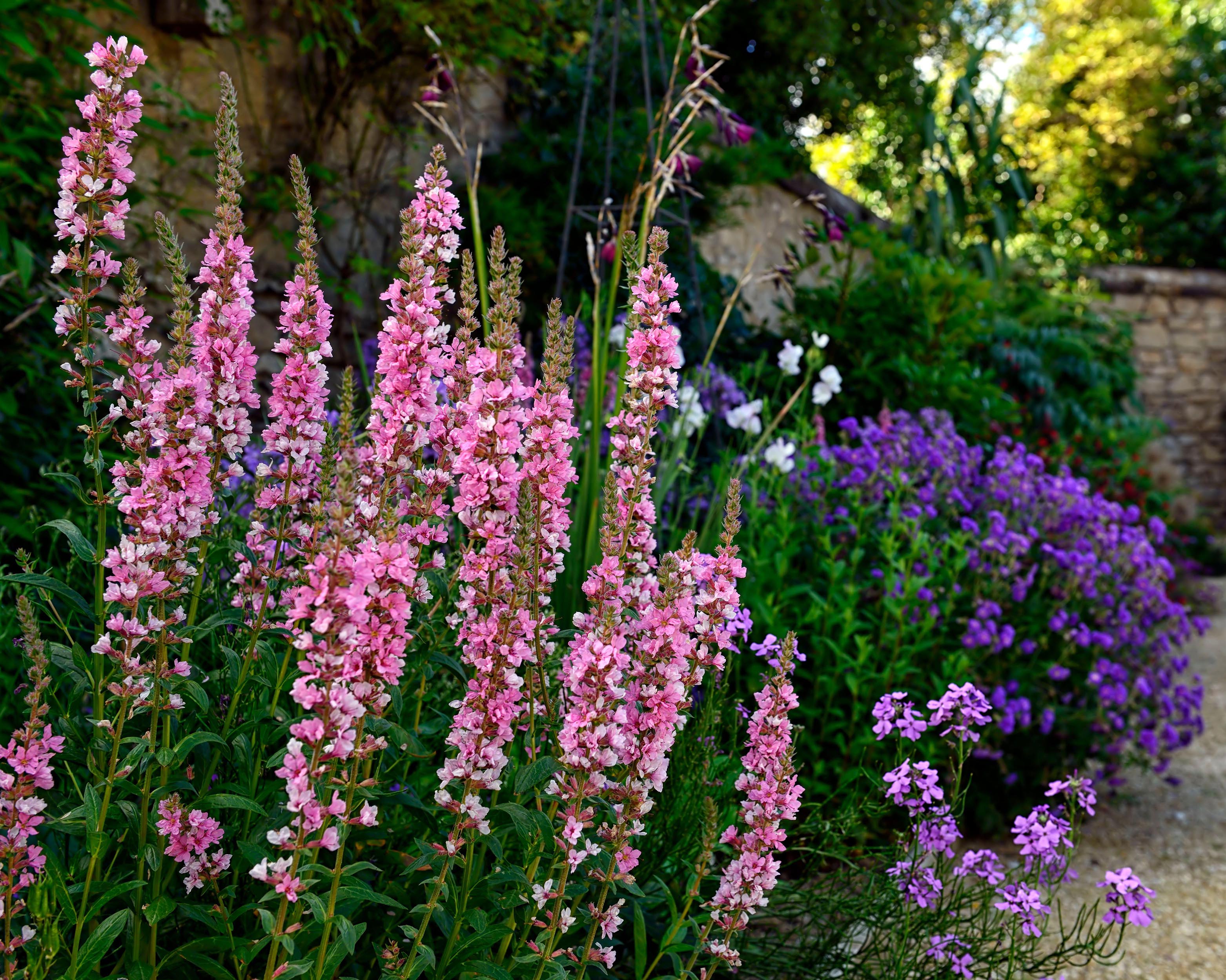Lythrum 'Blush' - Image 5