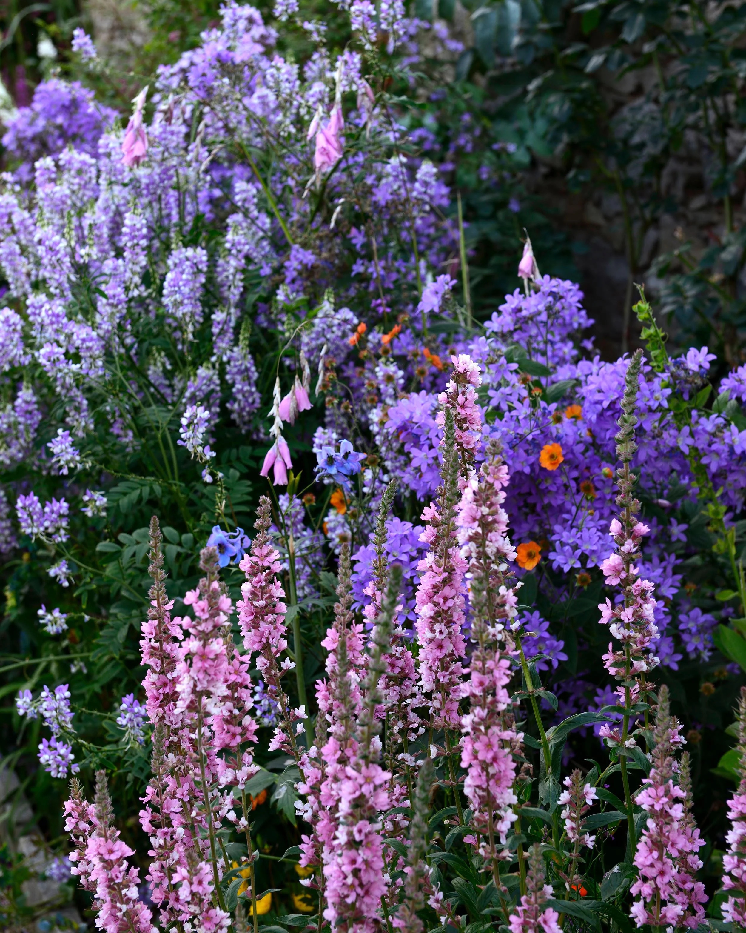 Lythrum 'Blush' - Image 7