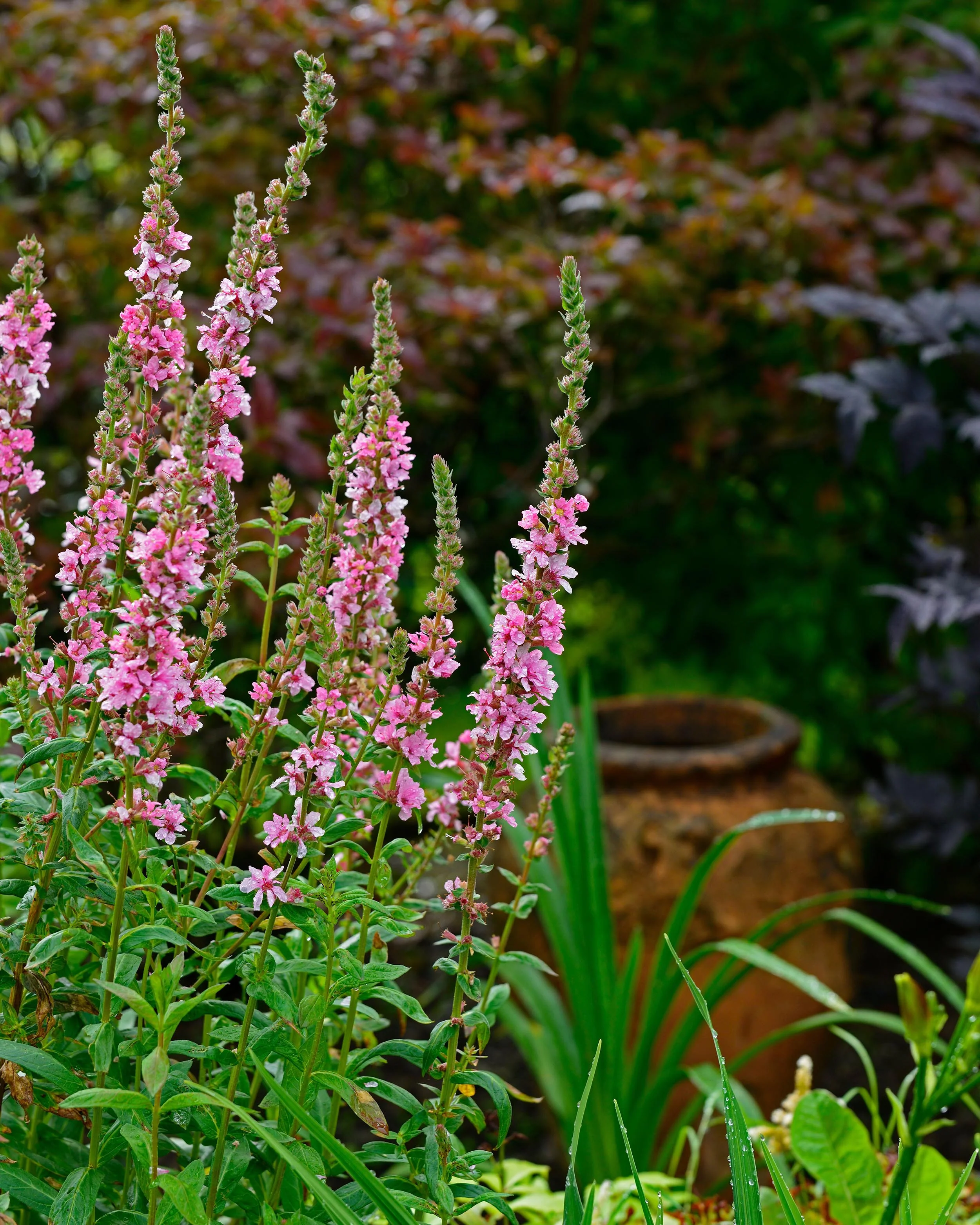 Lythrum 'Blush' - Image 8