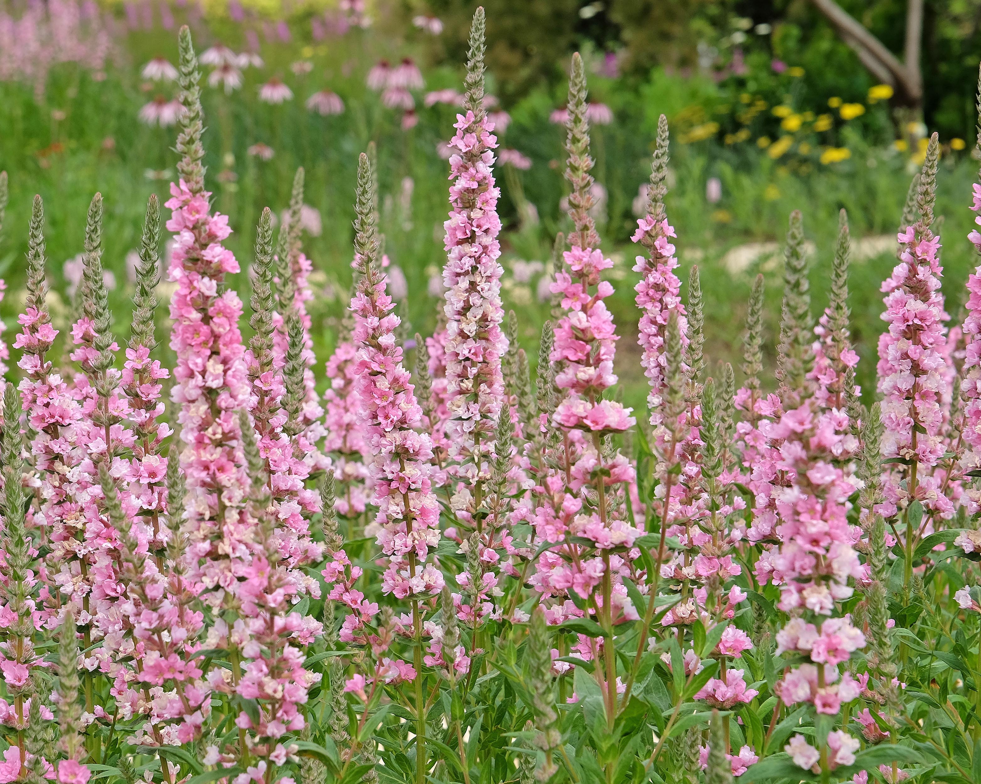 Lythrum 'Blush' - Image 9
