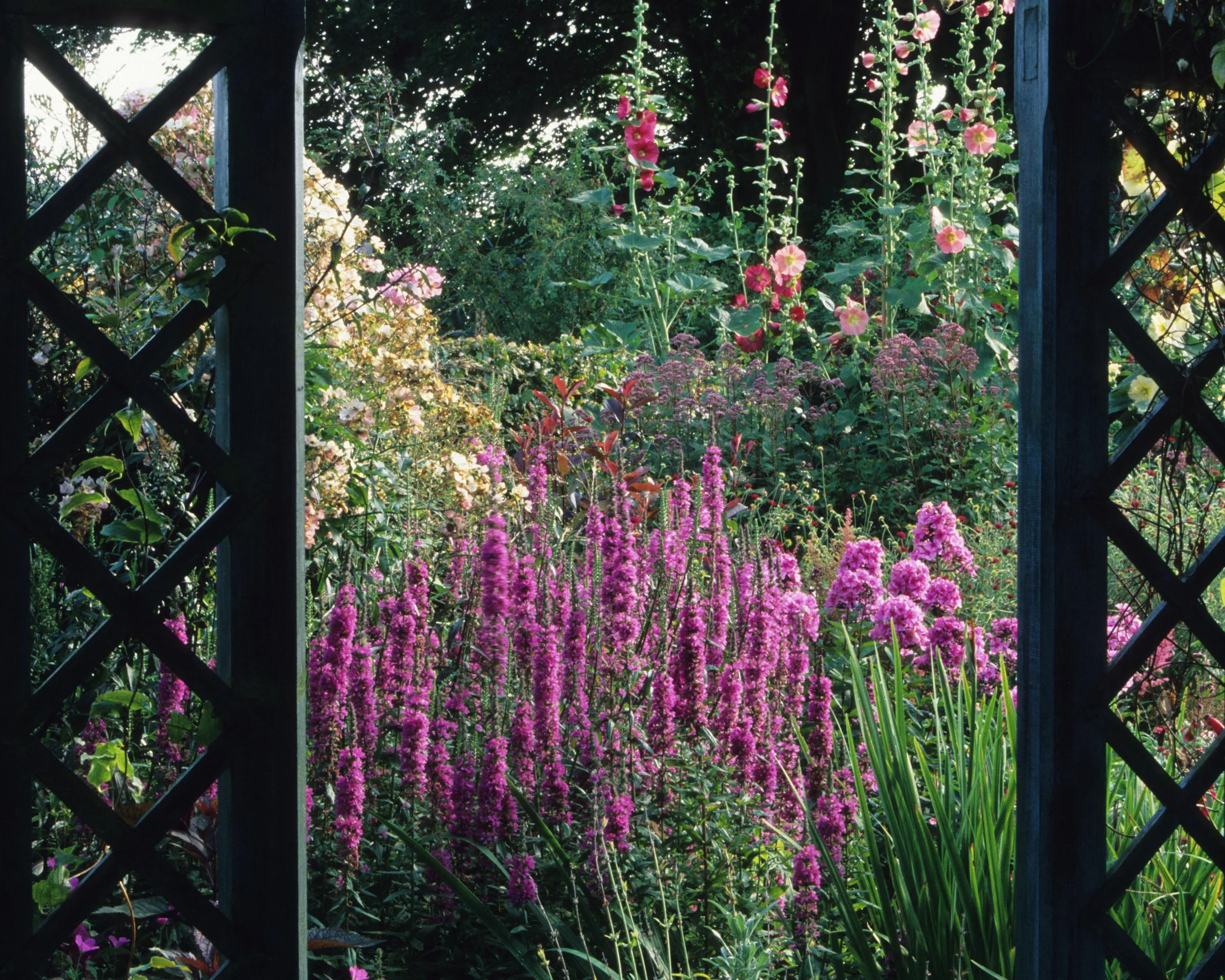 Lythrum 'Lady Sackville' - Image 8