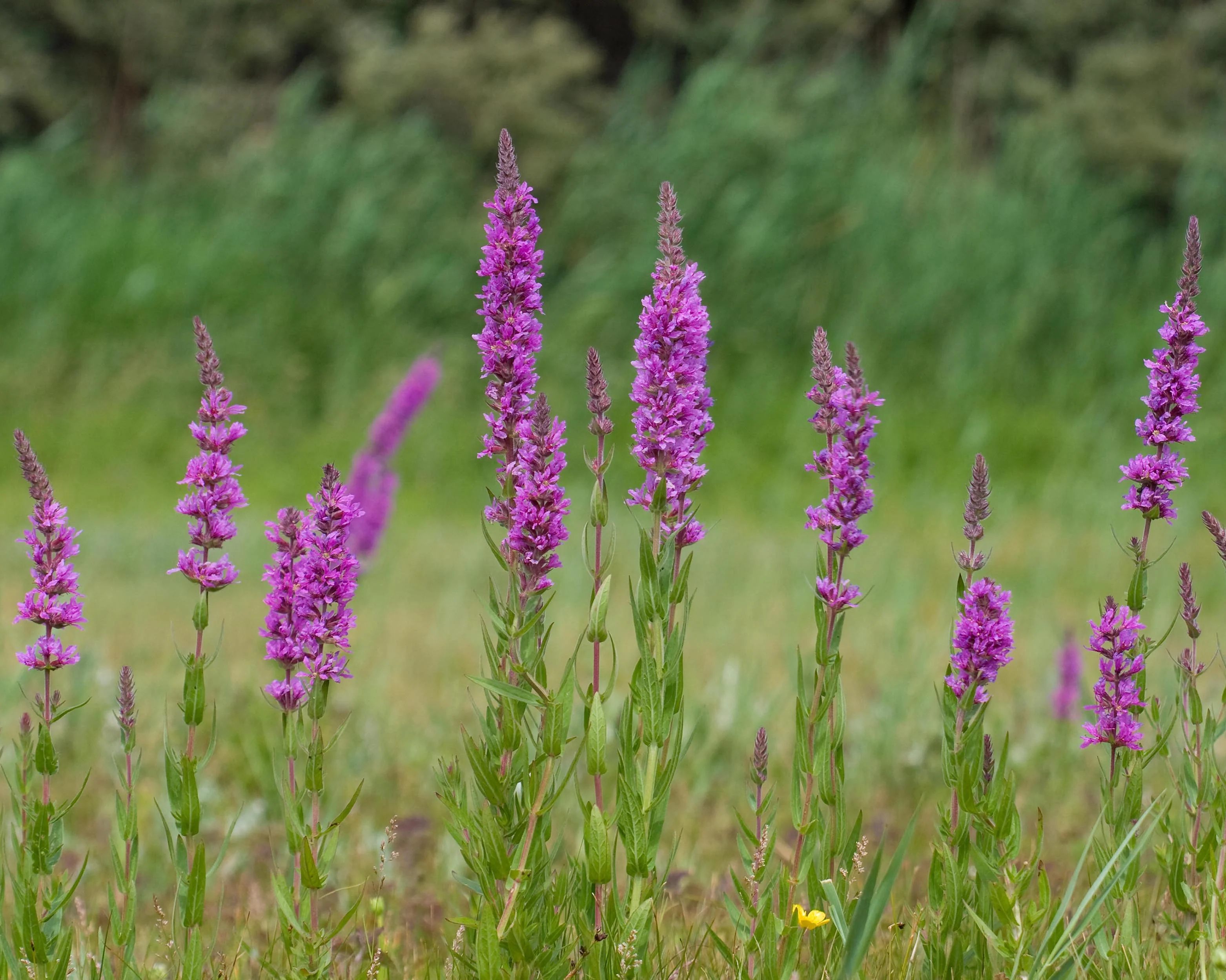 Lythrum 'Lady Sackville' - Image 9