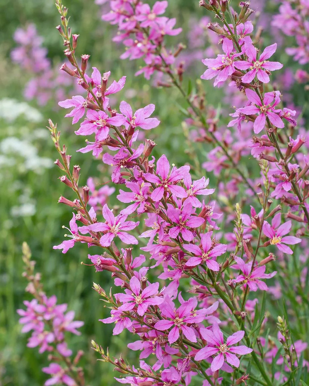 Lythrum 'Swirl' - Image 3