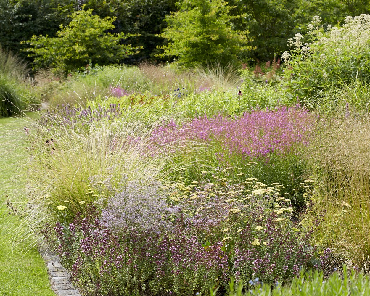 Lythrum 'Swirl' - Image 5