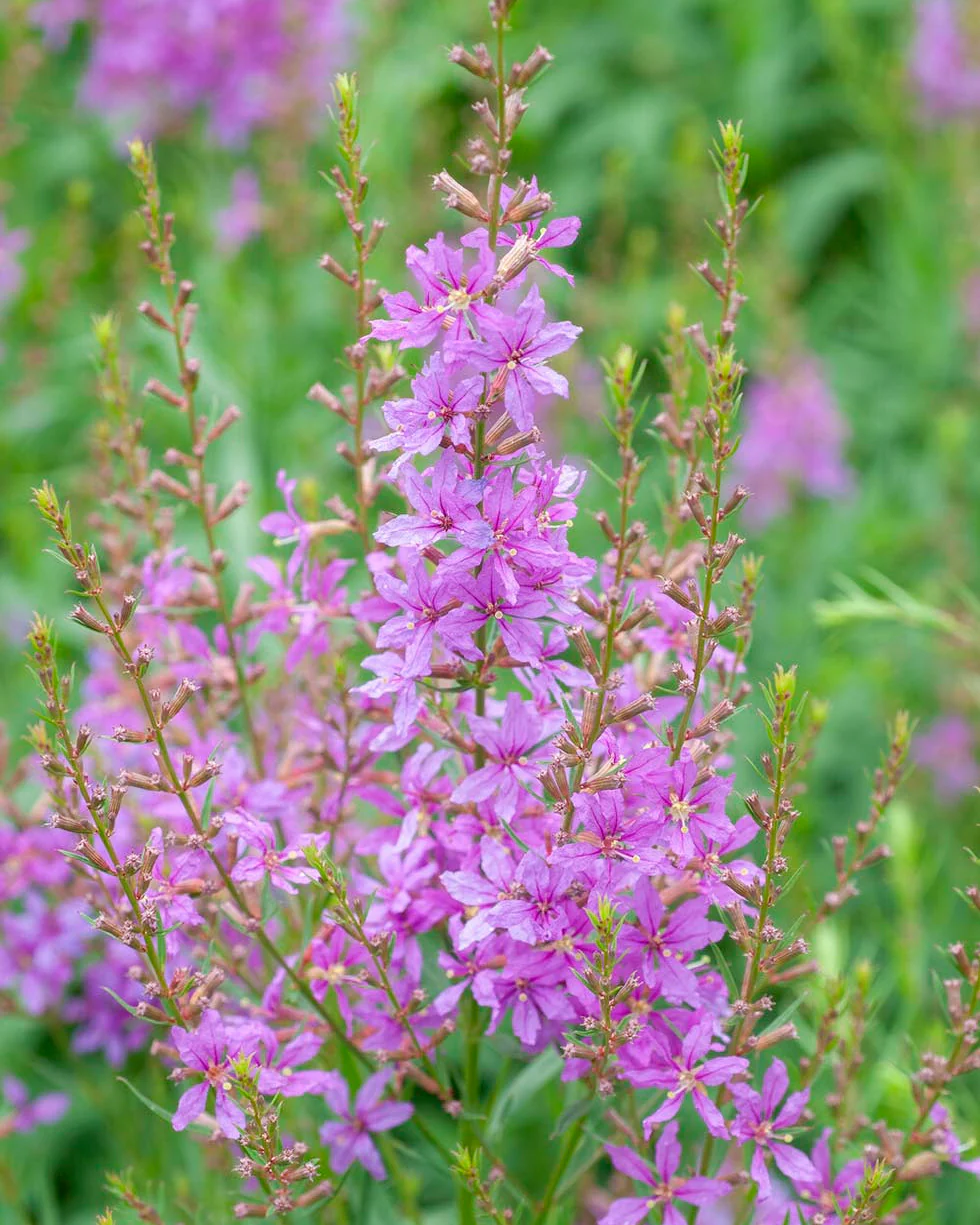 Lythrum 'Swirl' - Image 6
