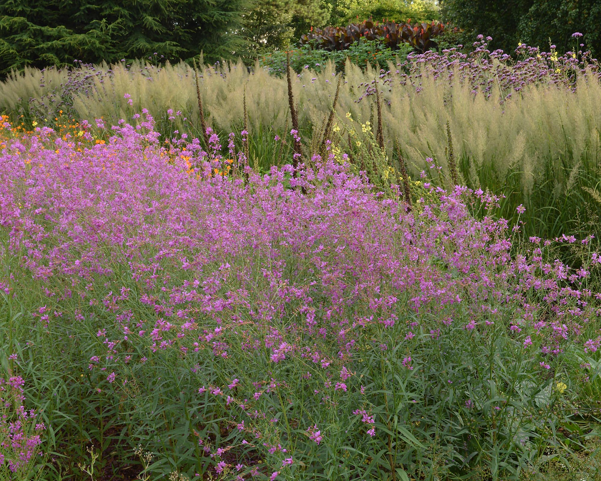 Lythrum 'Swirl' - Image 7