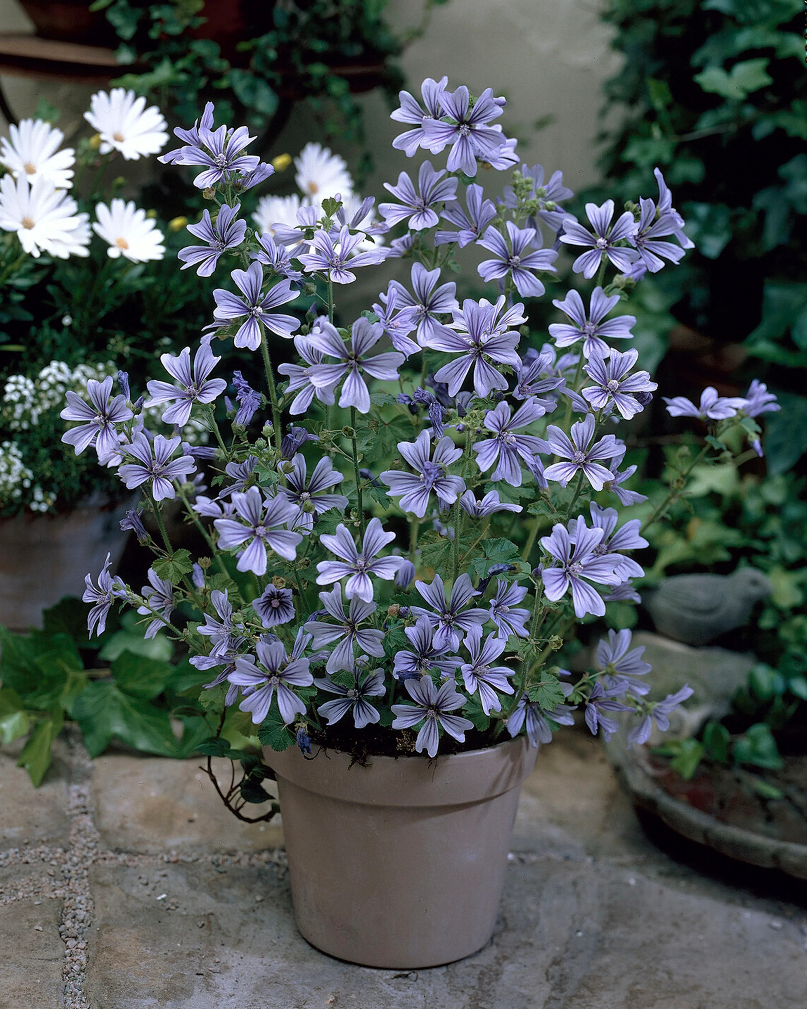 Malva 'Primley Blue' - Image 4