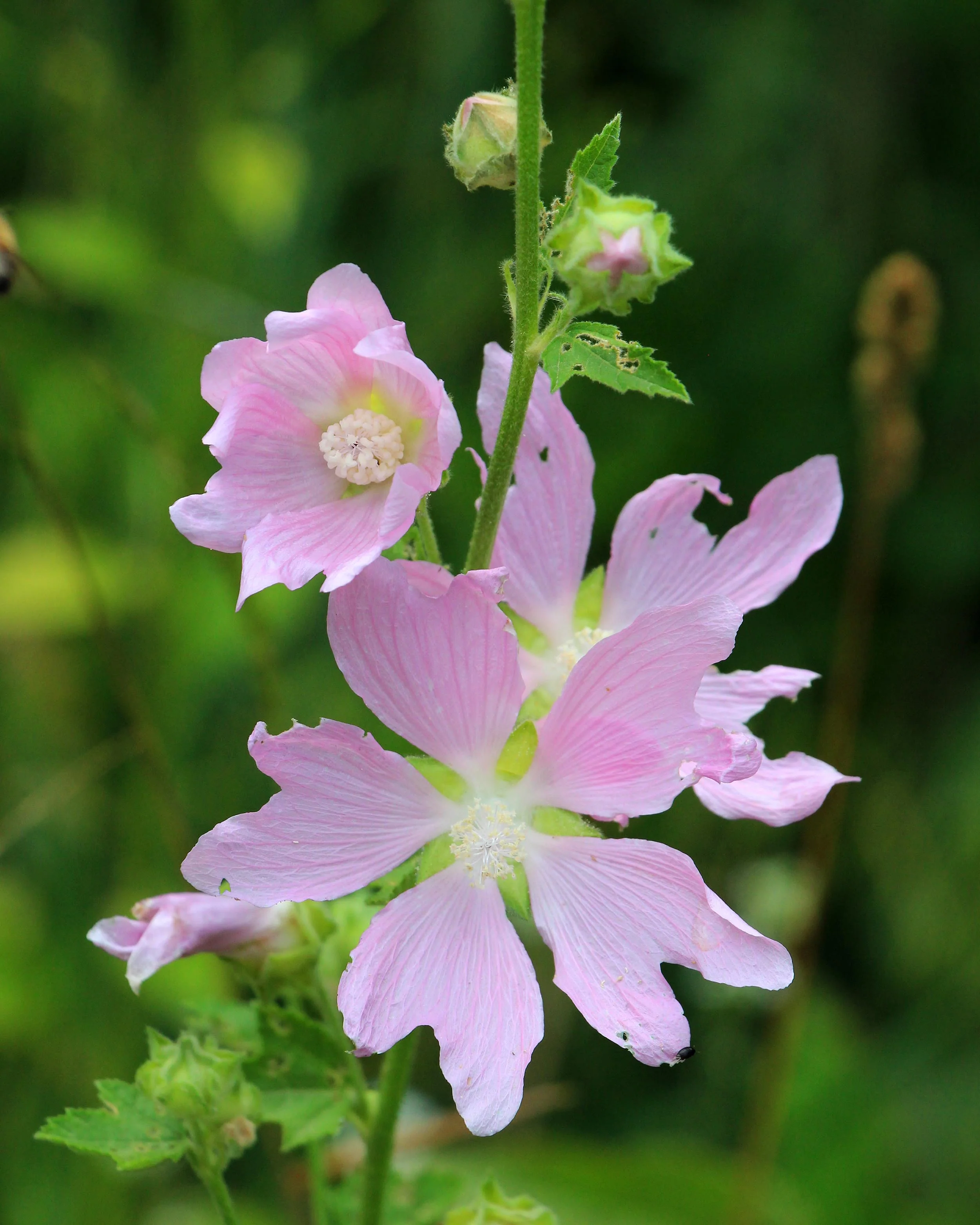 Malva thuringiaca - Image 10