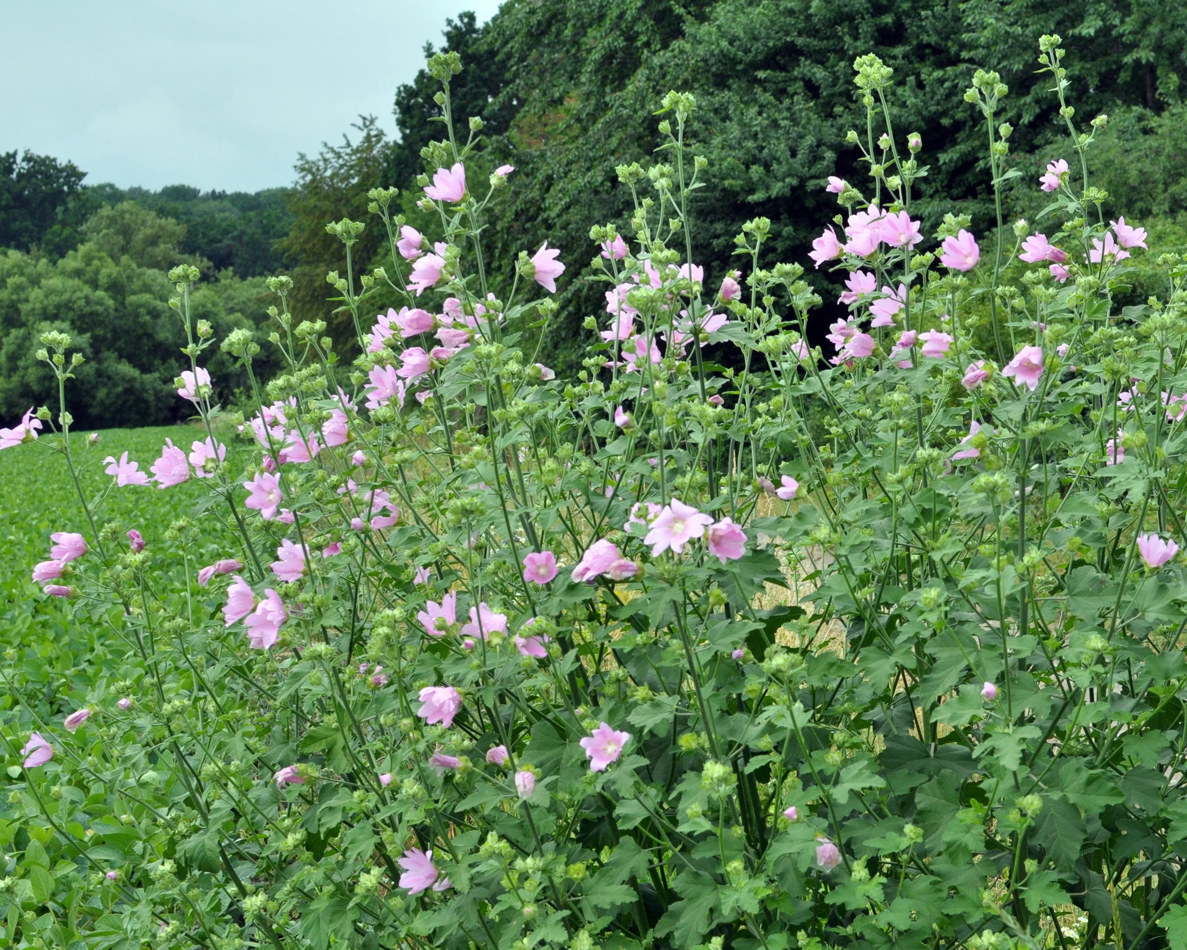 Malva thuringiaca - Image 3