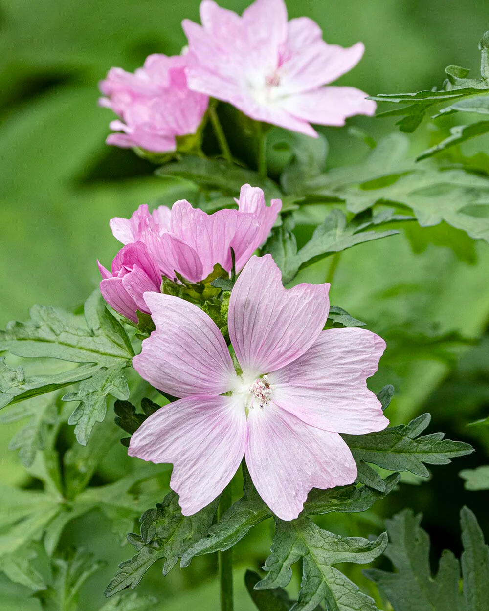 Malva thuringiaca - Image 6