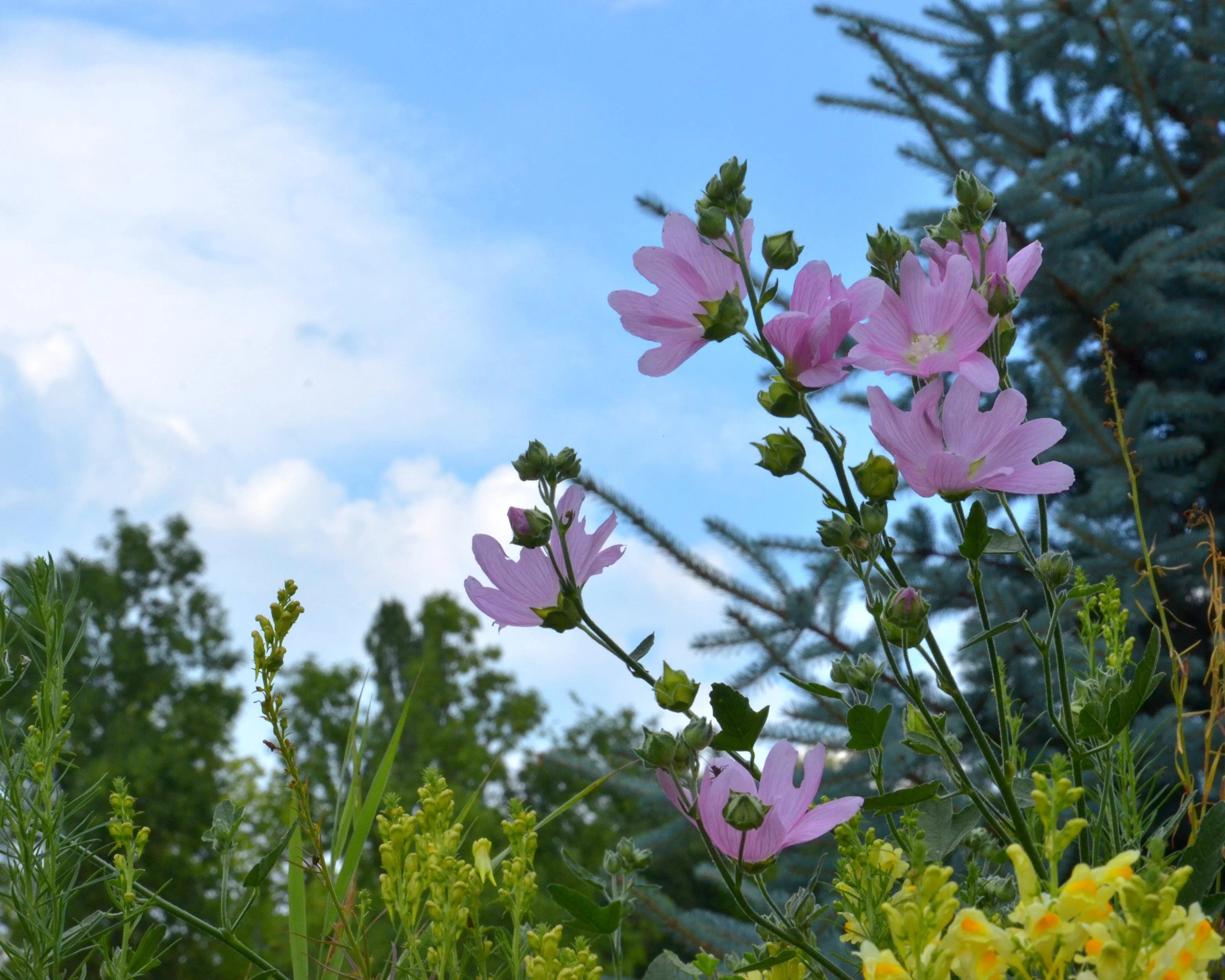 Malva thuringiaca - Image 7